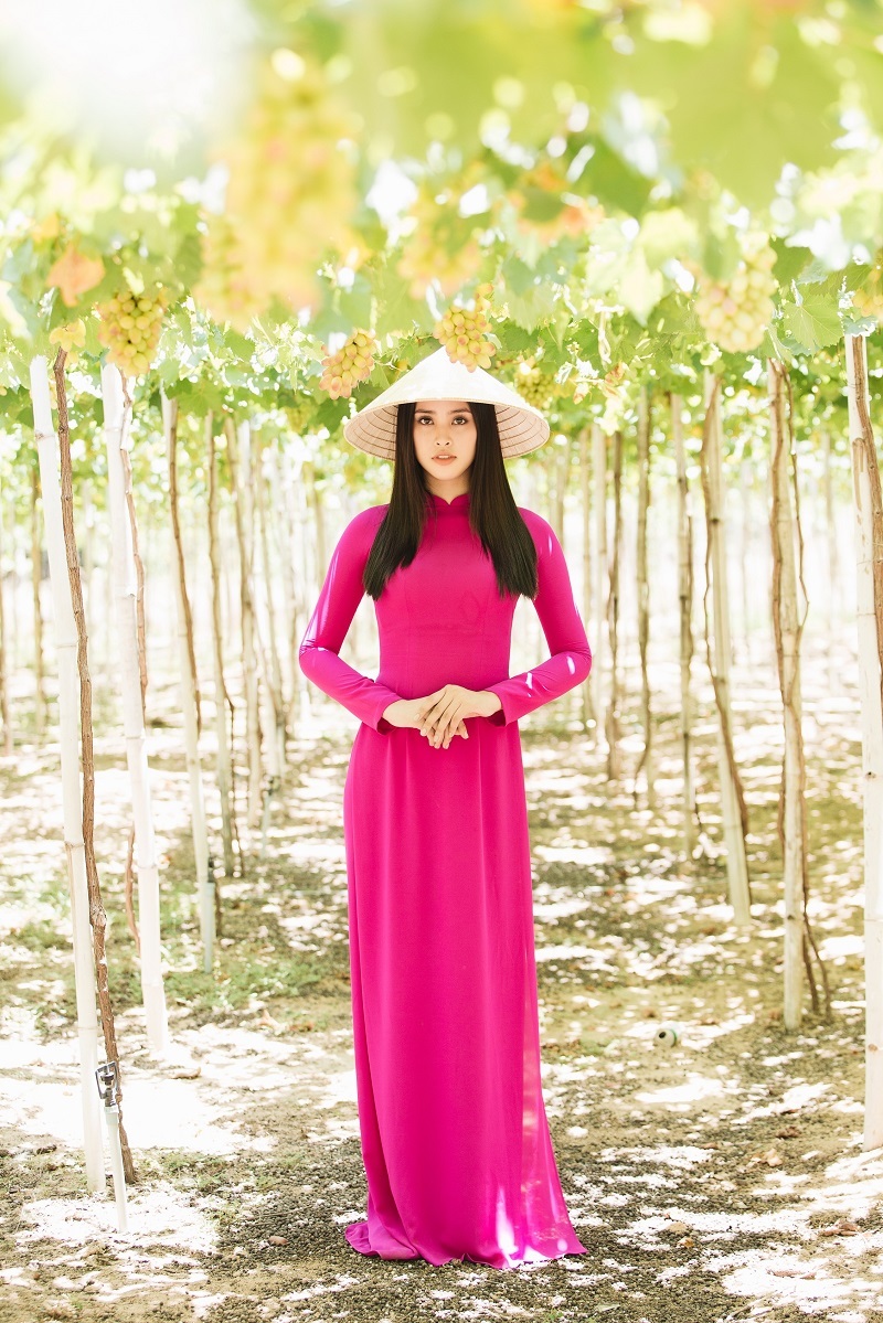 Nắng nóng, hoa hậu Tiểu Vy diện áo dài và đội nón lá, mang đậm hình ảnh của người con gái xứ Việt giữa vườn nho.