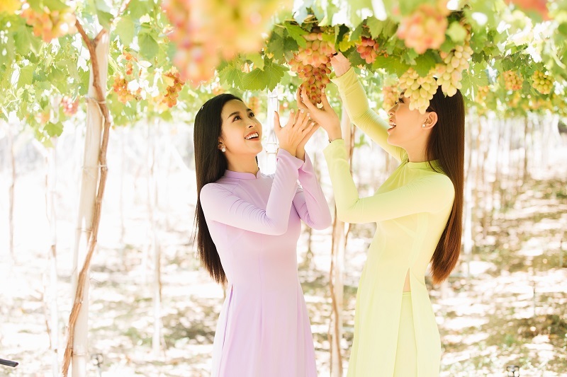 Những người đẹp bị mê hoặc bởi những vườn nho xanh mướt bạt ngàn đang vào mùa chín mọng với những chùm nho sai trĩu quả.