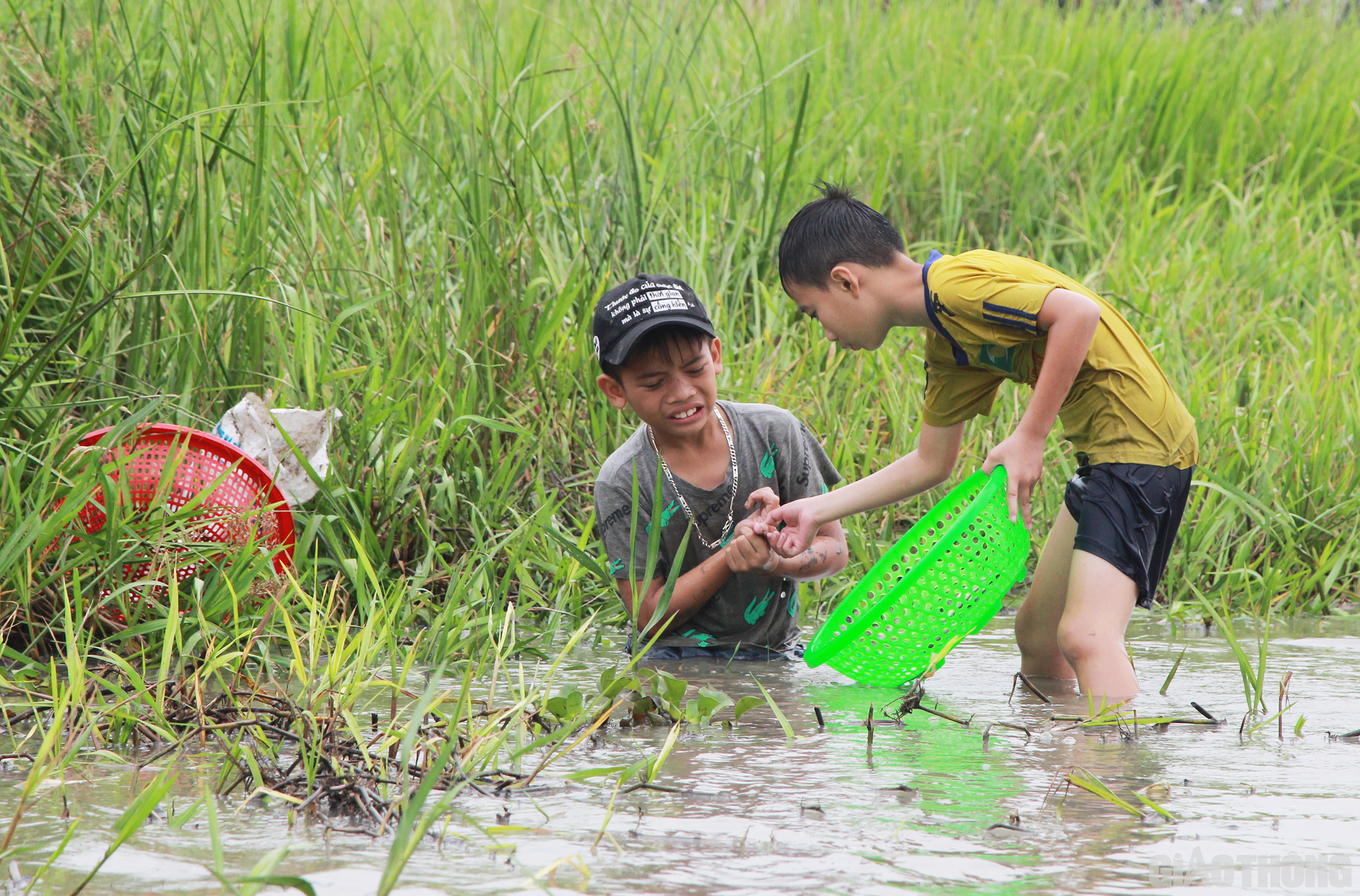 Tuy nhi&ecirc;n, kh&ocirc;ng phải l&uacute;c n&agrave;o may mắn cũng đến với c&aacute;c em. Nhiều em b&eacute; bị gai c&aacute; đ&acirc;m đến chảy m&aacute;u v&agrave; đau nhức