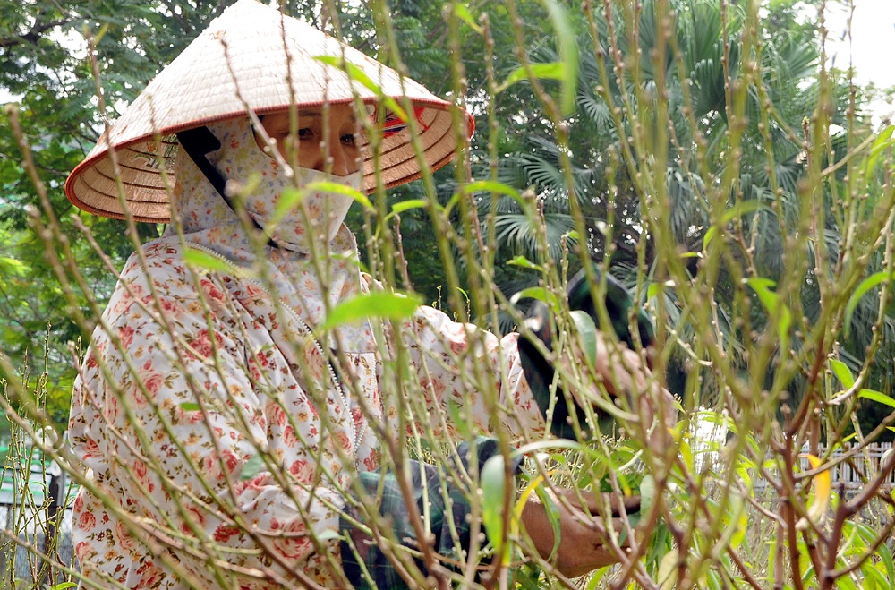 Tr&ecirc;n một số chợ c&acirc;y cảnh truyền thống phục vụ ri&ecirc;ng dịp Tết Nguy&ecirc;n Đ&aacute;n như Lạc Long Qu&acirc;n, V&otilde; Ch&iacute; C&ocirc;ng (H&agrave; Nội) những ng&agrave;y gần đ&acirc;y đ&atilde; xuất hiện đ&agrave;o v&agrave; bưởi cảnh khiến kh&ocirc;ng kh&iacute; Tết như đang &ugrave;a về.