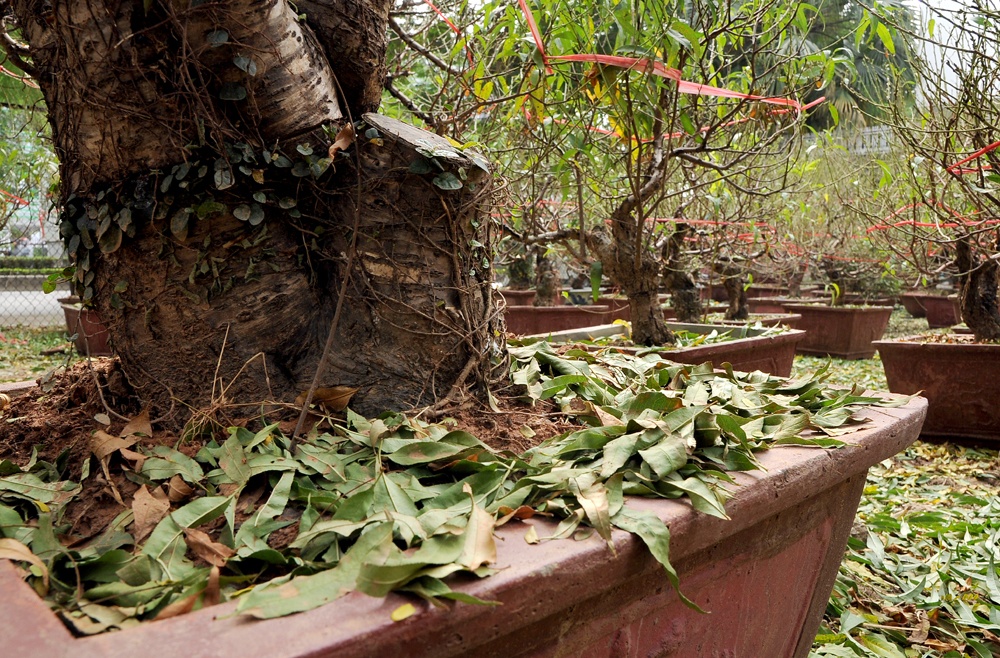 L&aacute; c&acirc;y đang được tuốt để nu&ocirc;i mắt, gi&uacute;p đ&agrave;o ra nụ.