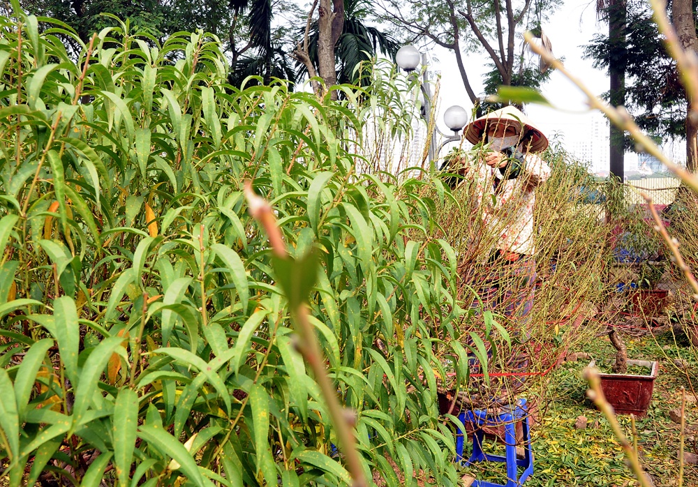 Tuốt l&aacute; l&agrave; c&ocirc;ng đoạn đặc biệt quan trọng, cần t&iacute;nh to&aacute;n kỹ lưỡng về thời gian, th&agrave;nh bại của cả một năm tr&ocirc;ng chờ v&agrave;o thời điểm n&agrave;y.