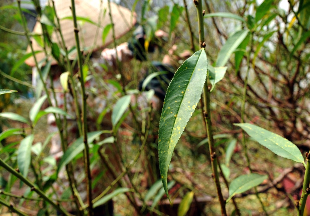 Người trồng đ&agrave;o Nhật T&acirc;n rất c&oacute; kinh nghiệm trong việc chăm s&oacute;c c&acirc;y. Chủ vườn đ&agrave;o n&agrave;y chia sẻ, năm nay Tết đến sớm n&ecirc;n việc tuốt l&aacute; cũng được thực hiện sớm hơn mọi năm khoảng 2 tuần.