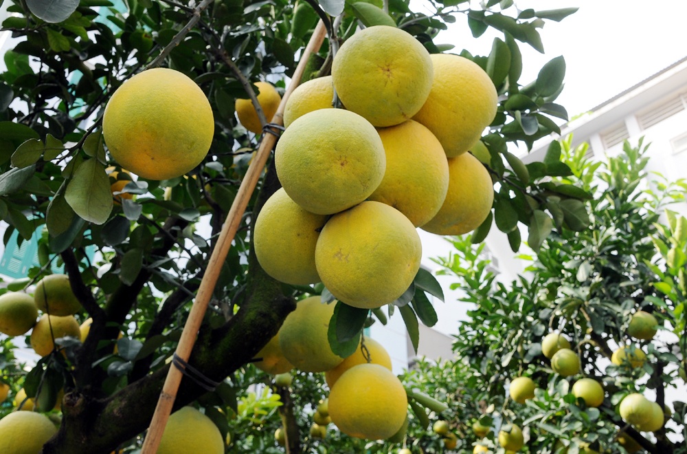 Bưởi cảnh cũng đ&atilde; được đưa ra "chợ" tr&ecirc;n đường Lạc Long Qu&acirc;n. Những c&acirc;y c&oacute; quả mập mạp, trĩu c&agrave;nh như n&agrave;y chắc sẽ được kh&aacute;ch chơi c&acirc;y chấm điểm cao v&agrave; kh&ocirc;ng e ngại "m&oacute;c hầu bao".