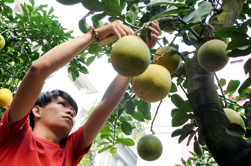 Anh Nguyễn Kim Ki&ecirc;n, người x&atilde; Song Phương (huyện Ho&agrave;i Đức) cho biết, anh l&agrave; chủ vườn đầu ti&ecirc;n đưa bưởi ra "chợ" v&igrave; bưởi gia đ&igrave;nh trồng kh&aacute; khỏe. Kh&aacute;ch mua thường nhộn nhịp v&agrave;o giữa th&aacute;ng 12 &acirc;m lịch.