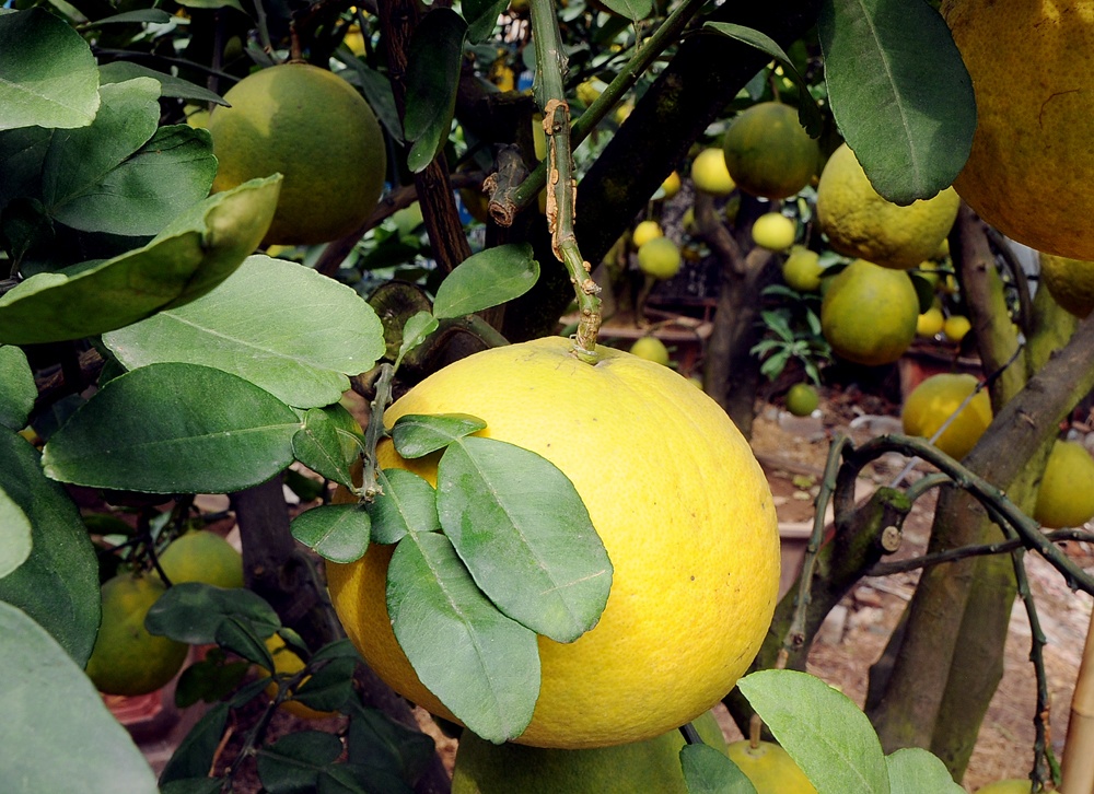 Những c&acirc;y kh&ocirc;ng đều quả được xử l&yacute; bằng phương ph&aacute;p gh&eacute;p quả, chất lượng kh&ocirc;ng ảnh hưởng nhiều v&igrave; đều c&ugrave;ng một giống bưởi.