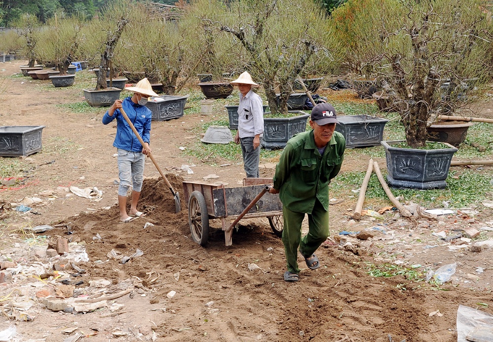 Đường v&agrave;o một vườn đ&agrave;o tr&ecirc;n phố V&otilde; Ch&iacute; C&ocirc;ng đang được t&ocirc;n cao để kh&aacute;ch mua c&acirc;y dễ d&agrave;ng đi lại.