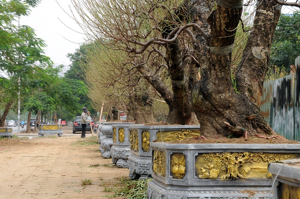 Những c&acirc;y khủng trong vườn đ&agrave;o hơn 300 gốc, một số c&acirc;y c&oacute; gi&aacute; l&ecirc;n đến hơn 100 triệu đồng.