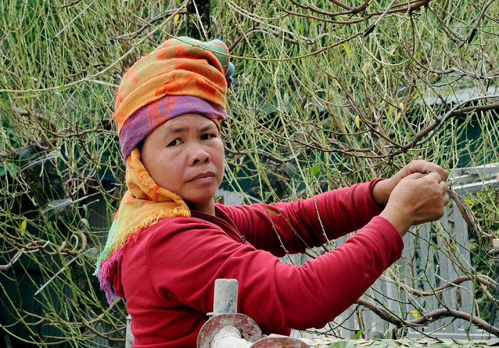 Đ&acirc;y l&agrave; thời gian người trồng đ&agrave;o cần huy động nhiều nh&acirc;n c&ocirc;ng hơn bởi việc tuốt l&aacute; chỉ c&oacute; thể l&agrave;m bằng tay (Trong ảnh: Một người l&agrave;m vườn được chủ vườn thu&ecirc; l&agrave;m theo giờ).