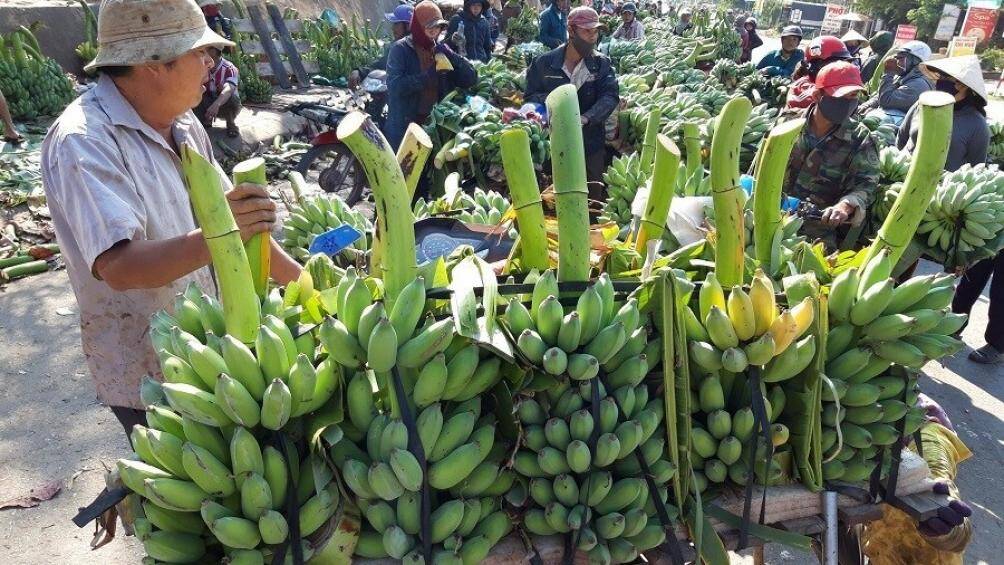 Ngỡ ng&agrave;ng chợ chuối Tết lớn nhất miền Trung