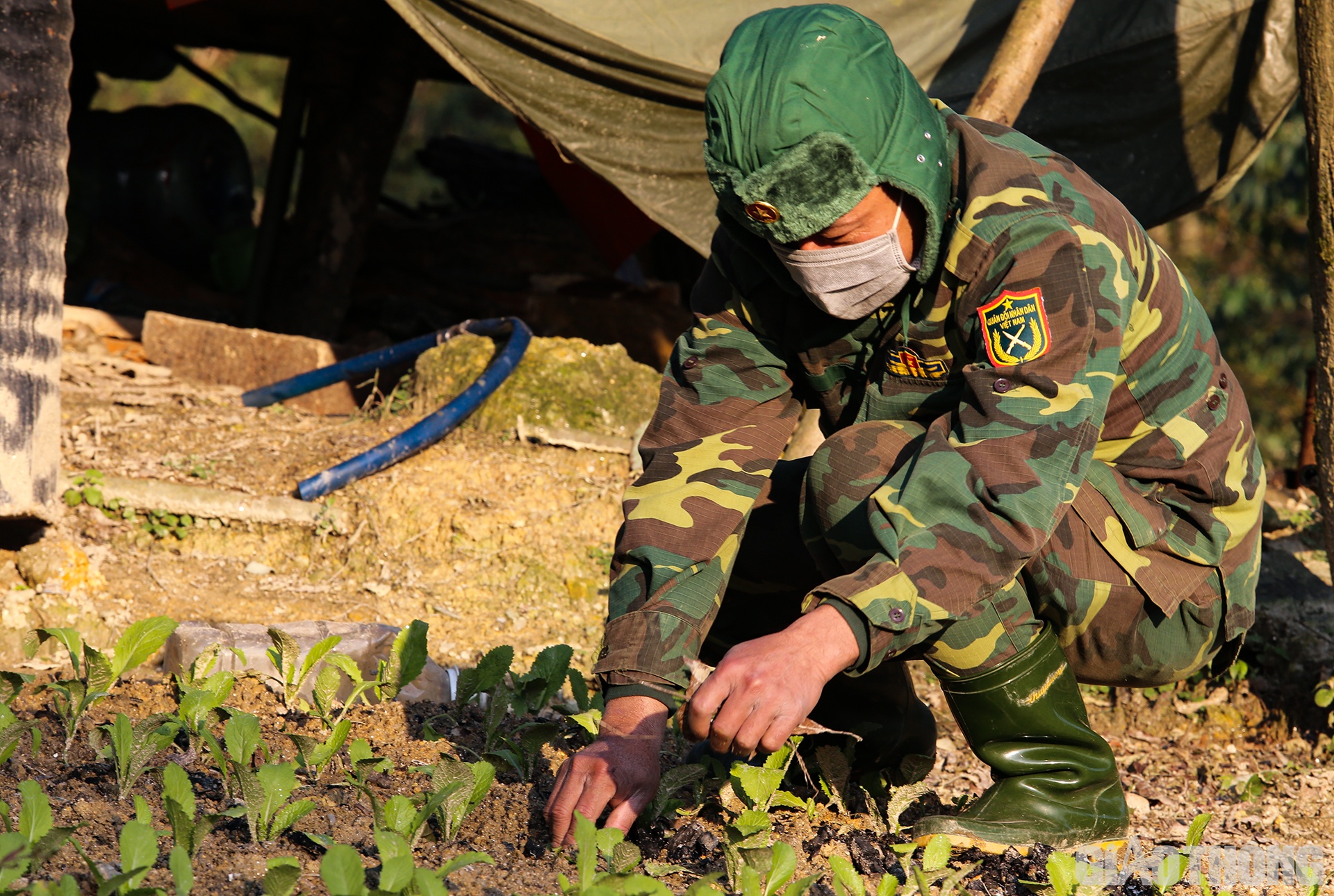 D&ugrave; thời tiết nơi bi&ecirc;n giới rất nhiều khắc nghiệt, nhưng dưới đ&ocirc;i tay c&aacute;c c&aacute;n bộ, chiến sĩ Đồn Bi&ecirc;n ph&ograve;ng Cửa khẩu Quốc tế Cầu Treo, những luống rau vẫn cứ xanh tốt