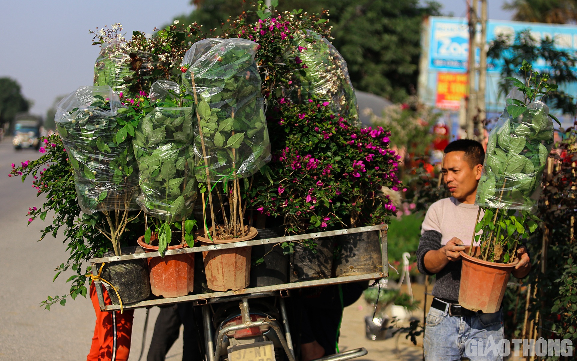 Anh Đặng Văn Cường (35 tuổi, chủ vườn hoa Cường Thắng) cho biết: Để phục vụ Tết Nguy&ecirc;n đ&aacute;n, vườn nh&agrave; anh đ&atilde; nhập về đến khoảng 40 lo&agrave;i hoa c&aacute;c loại. Hoa được lấy từ c&aacute;c miền Bắc - Trung - Nam.