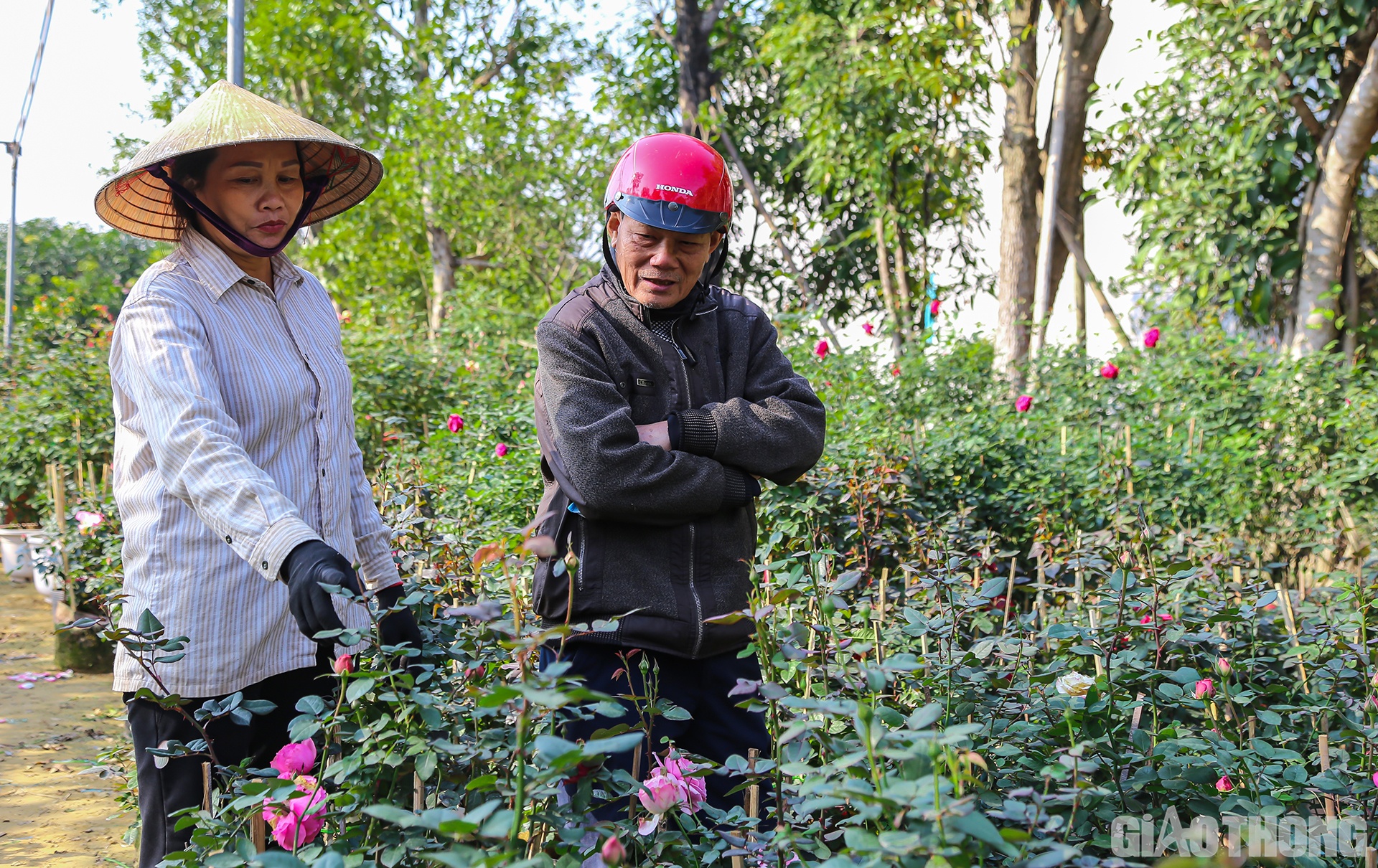 B&agrave; Nguyễn Thị Thuận, chủ vườn hoa Sinh Thuận cho biết th&ecirc;m: Từ đầu th&aacute;ng tới nay, gia đ&igrave;nh b&agrave; đ&atilde; b&aacute;n được hơn 3.000 c&acirc;y hồng c&aacute;c loại. Dự kiến từ nay đến khi Tết vườn hoa nh&agrave; b&agrave; sẽ tiếp tục "xuất" th&ecirc;m 5.000 c&acirc;y hồng nữa. Hiện tại, gi&aacute; mỗi c&acirc;y hồng trong vườn gia đ&igrave;nh b&agrave; c&oacute; gi&aacute; giao động từ 80.000 đồng đến 2 triệu đồng.