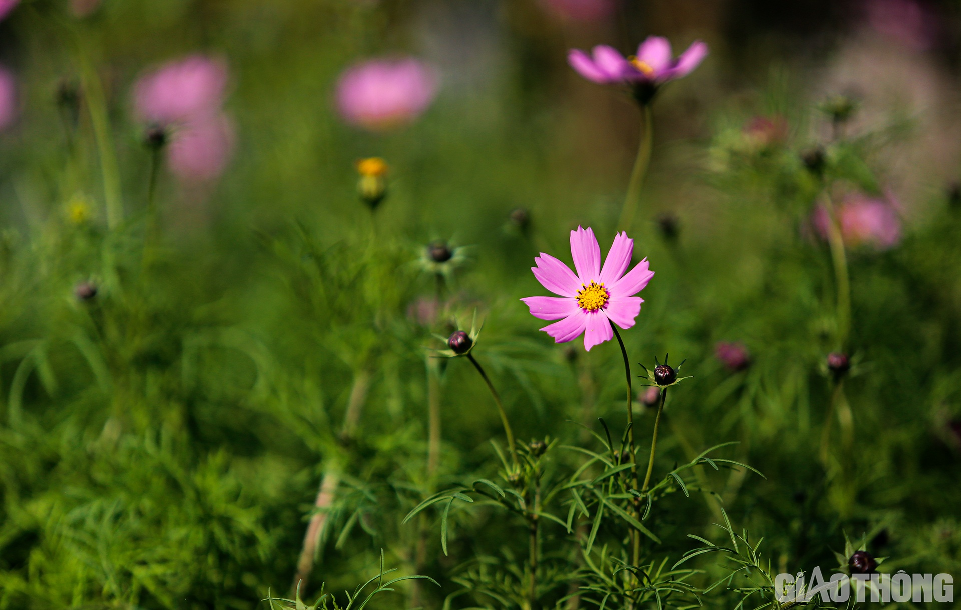 Theo c&aacute;c chủ vườn hoa ở khu vực l&agrave;ng hoa Kim Ph&uacute;c cho biết: Chất lượng hoa năm nay rất tốt, tuy nhi&ecirc;n số lượng hoa kh&aacute; "khi&ecirc;m tốn" v&agrave; đặc biệt l&agrave; gi&aacute; cả kh&ocirc;ng c&oacute; sự ch&ecirc;nh lệch so với năm ngo&aacute;i.