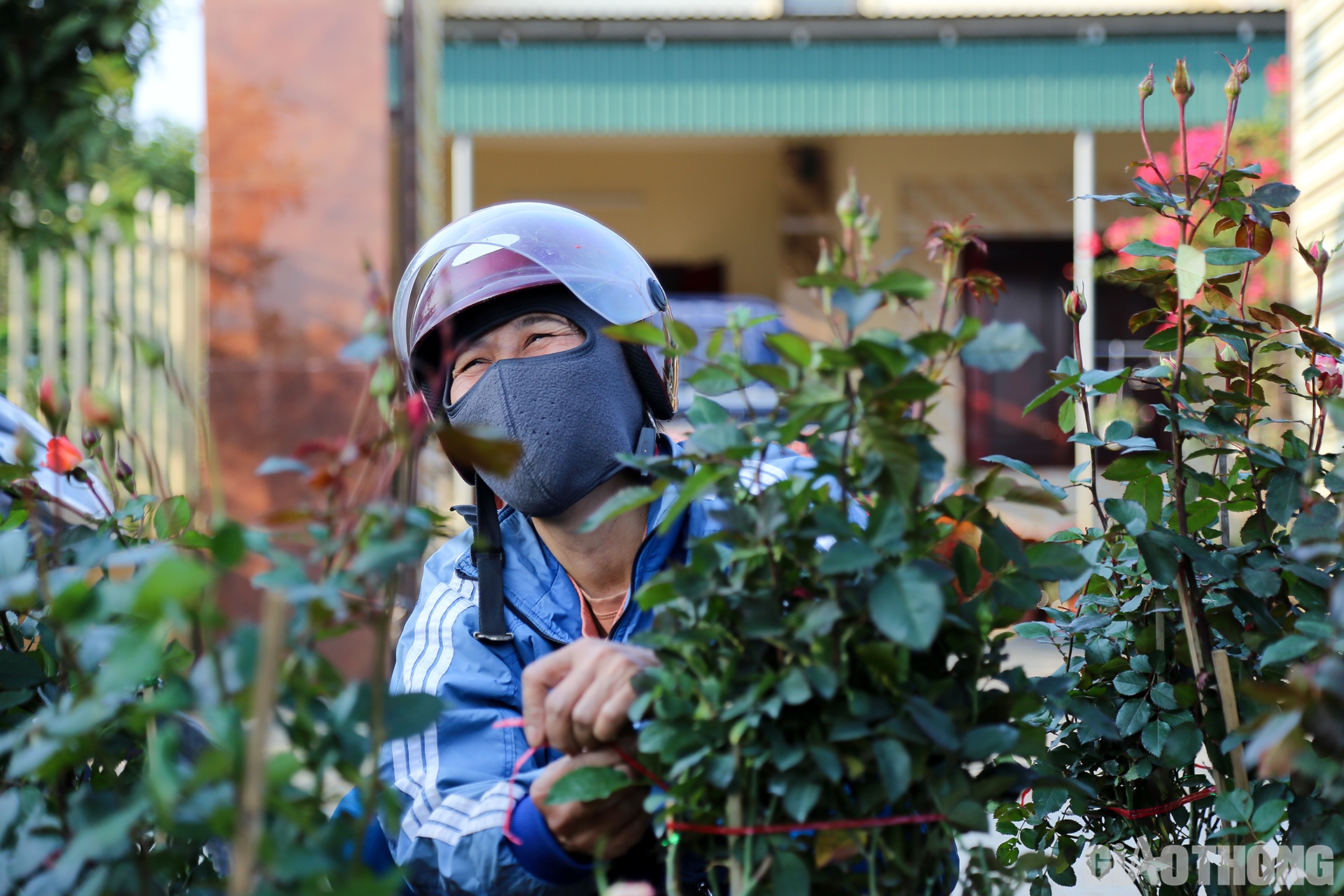 Một tiểu thương kh&ocirc;ng giấu được niềm vui khi chọn được những chậu hồng ưng &yacute; nhất ở vườn hoa Tuấn Hải.