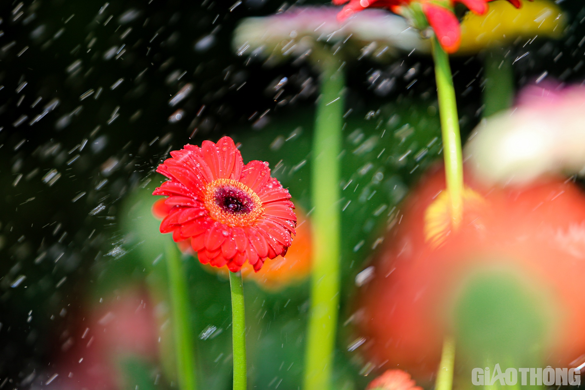 Việc tưới nước hợp l&yacute;, khoa học c&agrave;ng gi&uacute;p cho những b&ocirc;ng hoa ở l&agrave;ng hoa Kim Ph&uacute;c c&agrave;ng đẹp v&agrave; tươi l&acirc;u hơn.