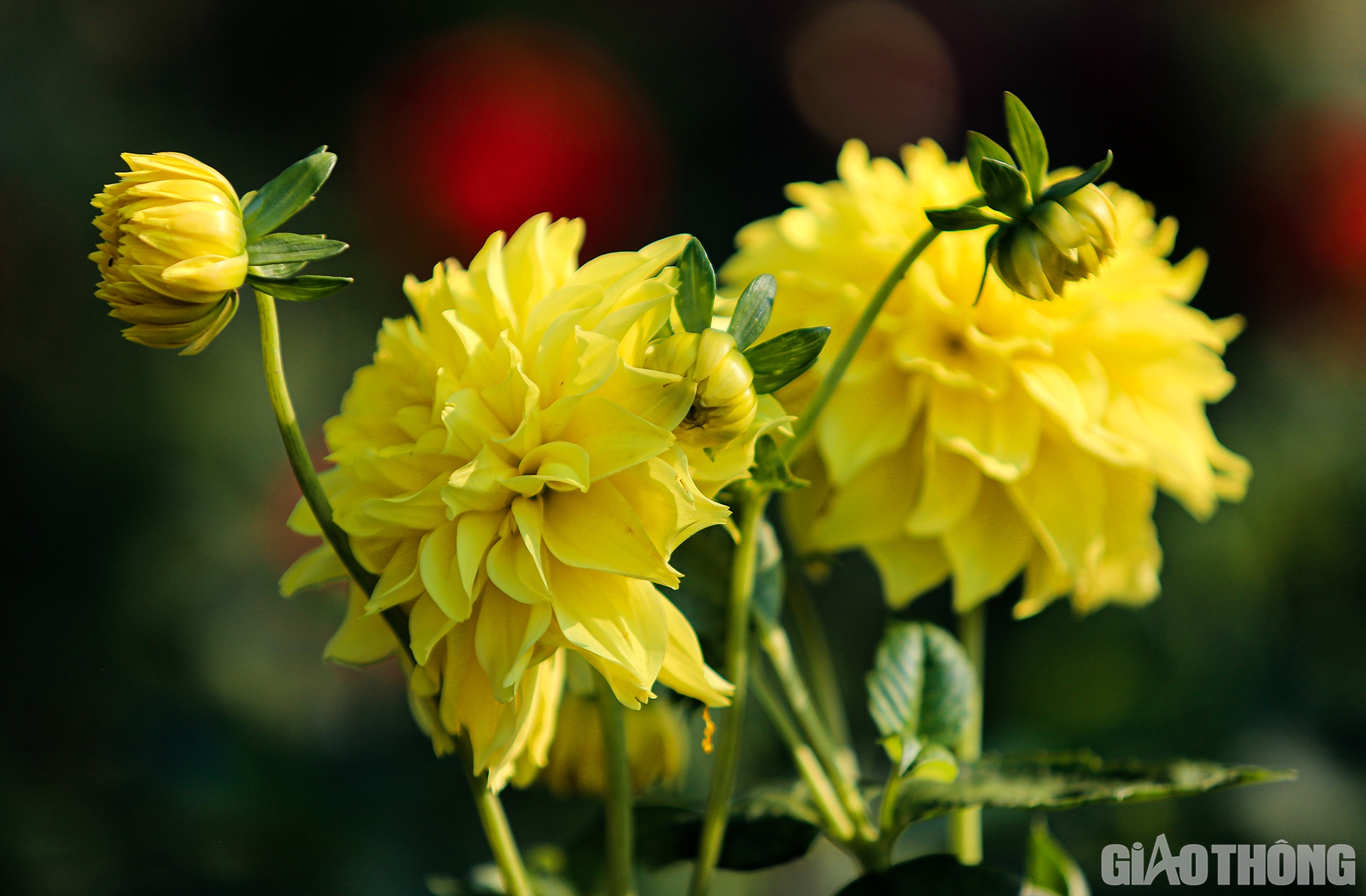 Những b&ocirc;ng hoa thược dược v&agrave;ng ở l&agrave;ng hoa Kim Ph&uacute;c cũng khoe d&aacute;ng, khoe sắc kh&ocirc;ng k&eacute;m như muốn mời gọi những người kh&aacute;ch t&igrave;m về đ&acirc;y.