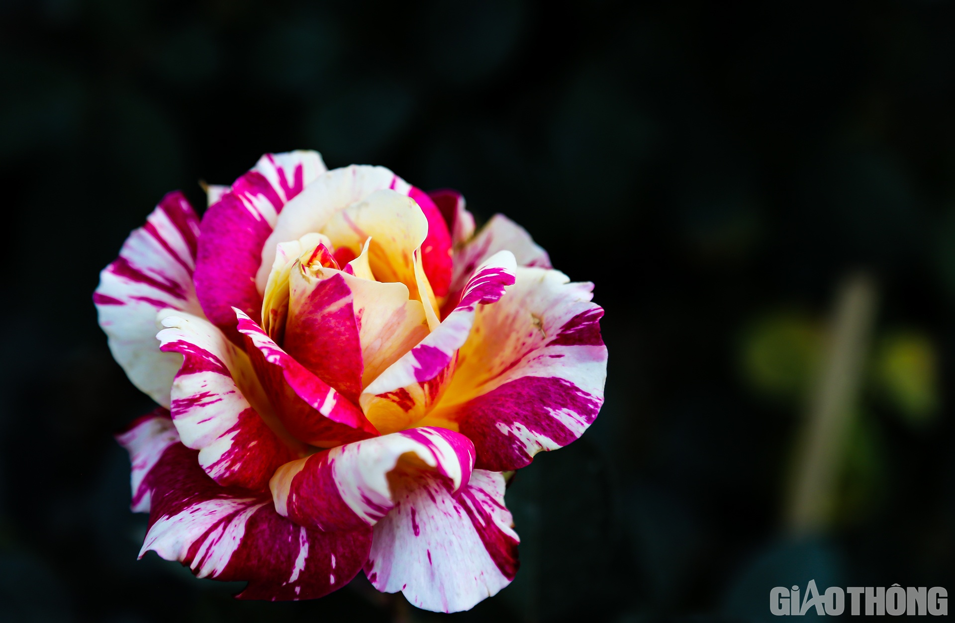 Hoa hồng &Ocirc; ti l&ocirc; sặc sỡ khoe sắc trong nắng chiều.