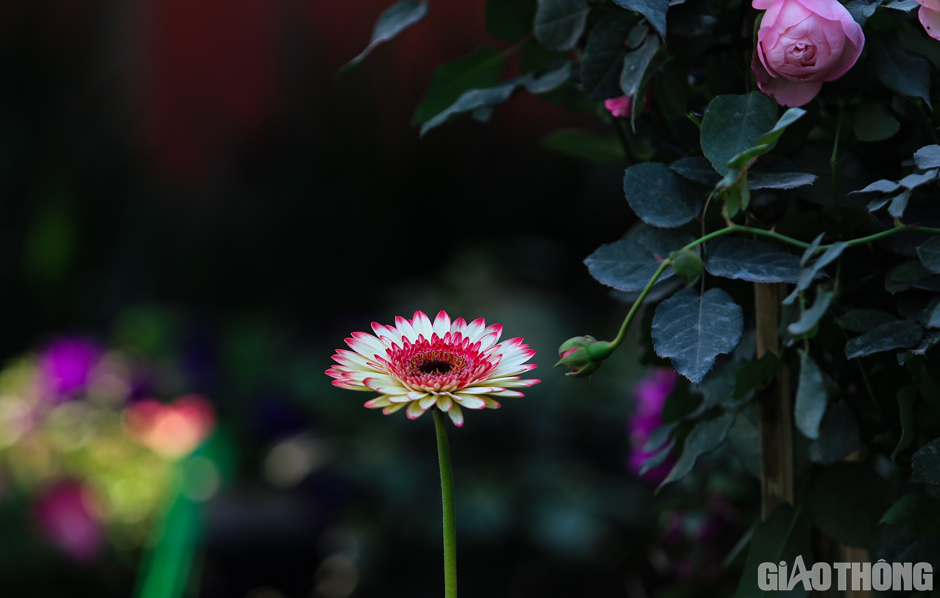 B&ocirc;ng hoa đồng tiền khoe sắc c&ugrave;ng những nụ hoa Hồng