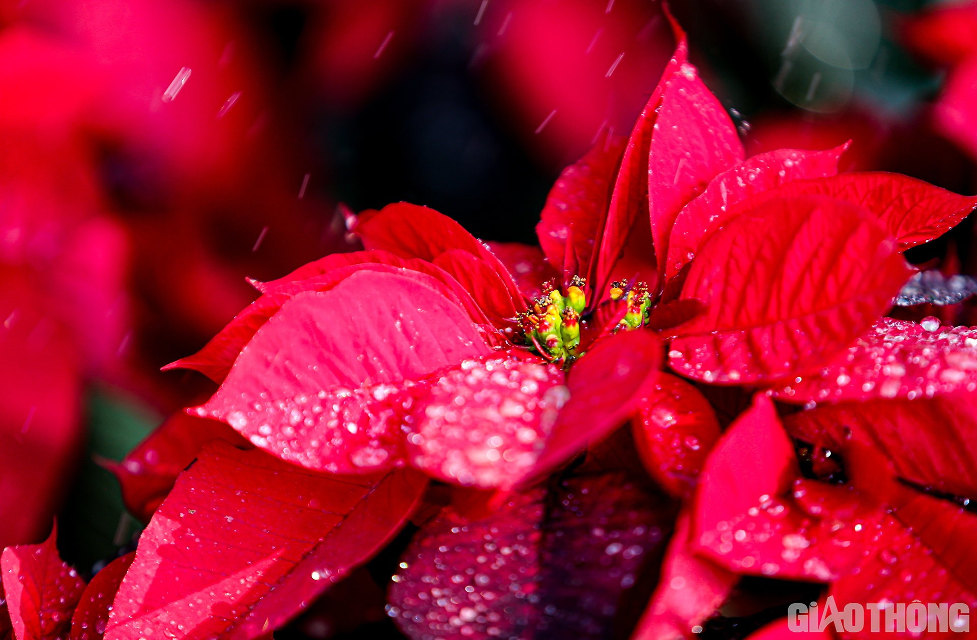 Những giọt nước li ti đọng tr&ecirc;n l&aacute; c&agrave;ng t&ocirc; điểm cho c&acirc;y hoa trạng nguy&ecirc;n.