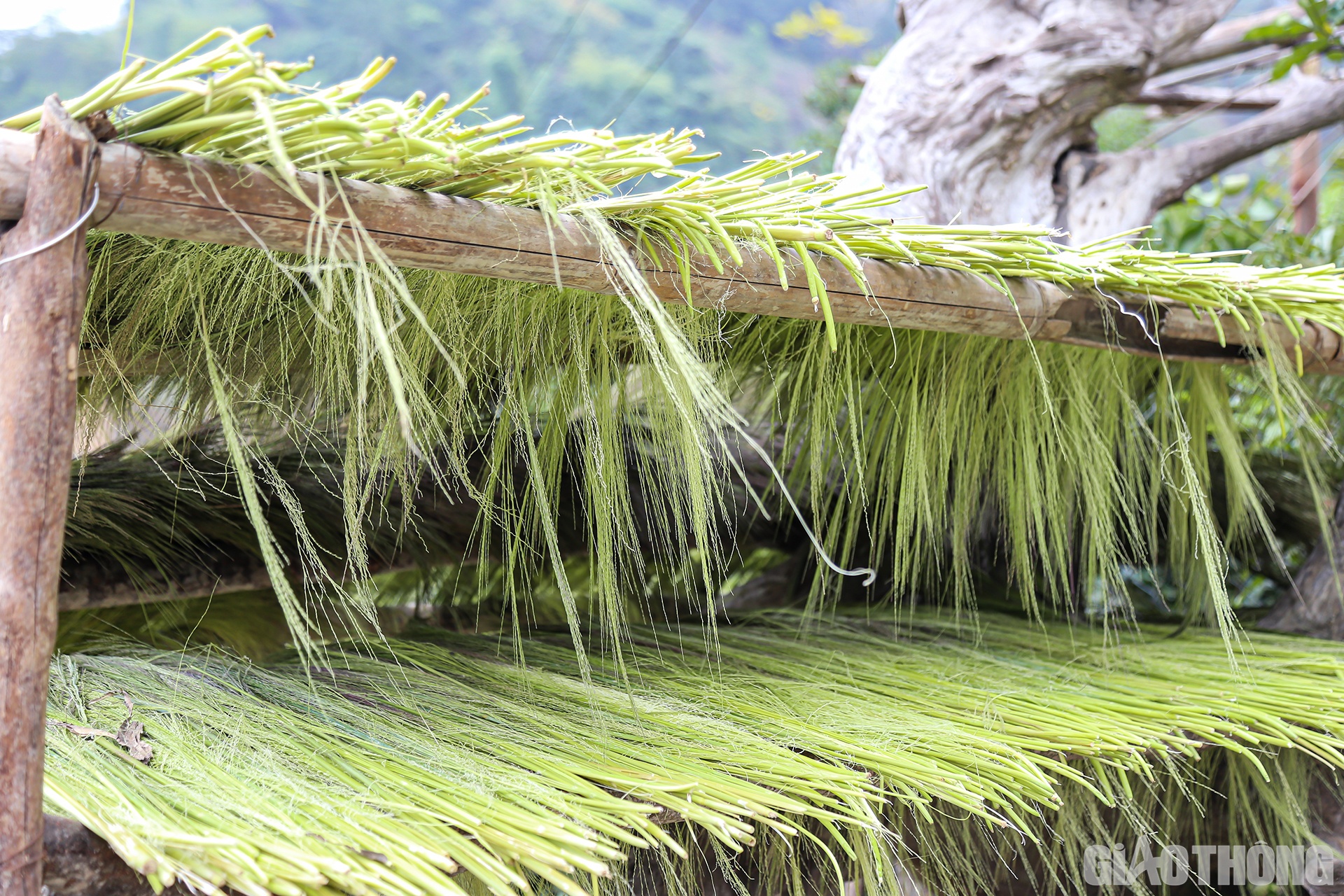 ... cho đến c&aacute;c gi&aacute; gỗ...