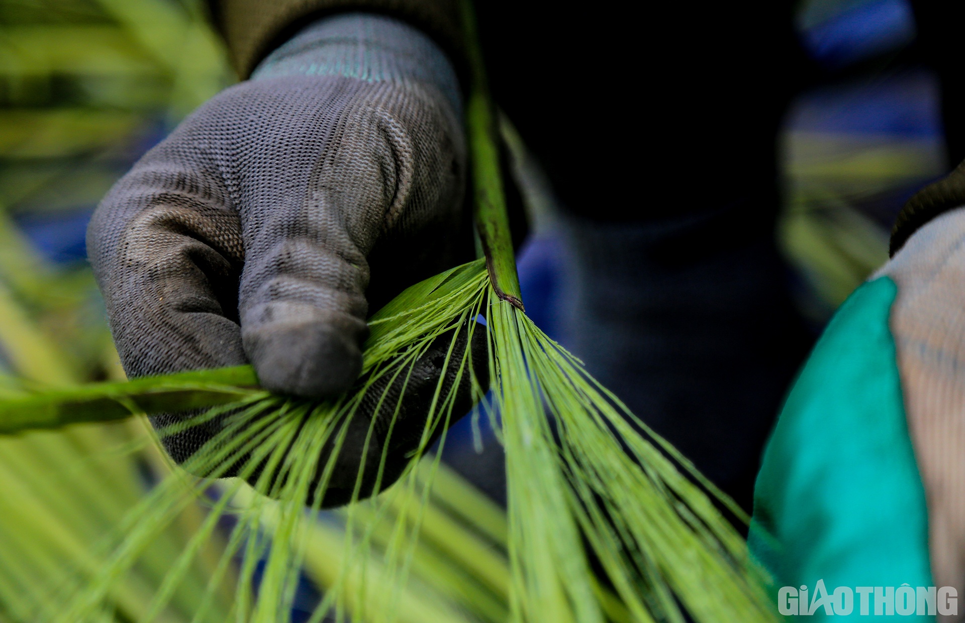 Đ&oacute;t sau khi được thu mua về sẽ được b&oacute;c phần vỏ bọc ph&iacute;a ngo&agrave;i, chỉ để nguy&ecirc;n phần b&ocirc;ng đ&oacute;t.