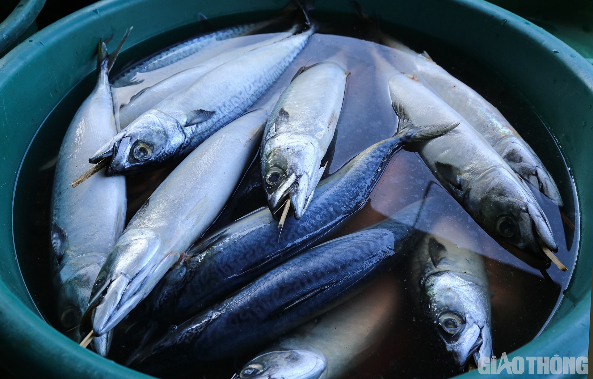 C&aacute; để nướng l&agrave; c&aacute; biển, gồm đủ c&aacute;c loại: C&aacute; thu, c&aacute; nục chuối, c&aacute; bạc m&aacute;, c&aacute; tr&iacute;ch, c&aacute; cam&hellip; cho đến mực kh&ocirc;.