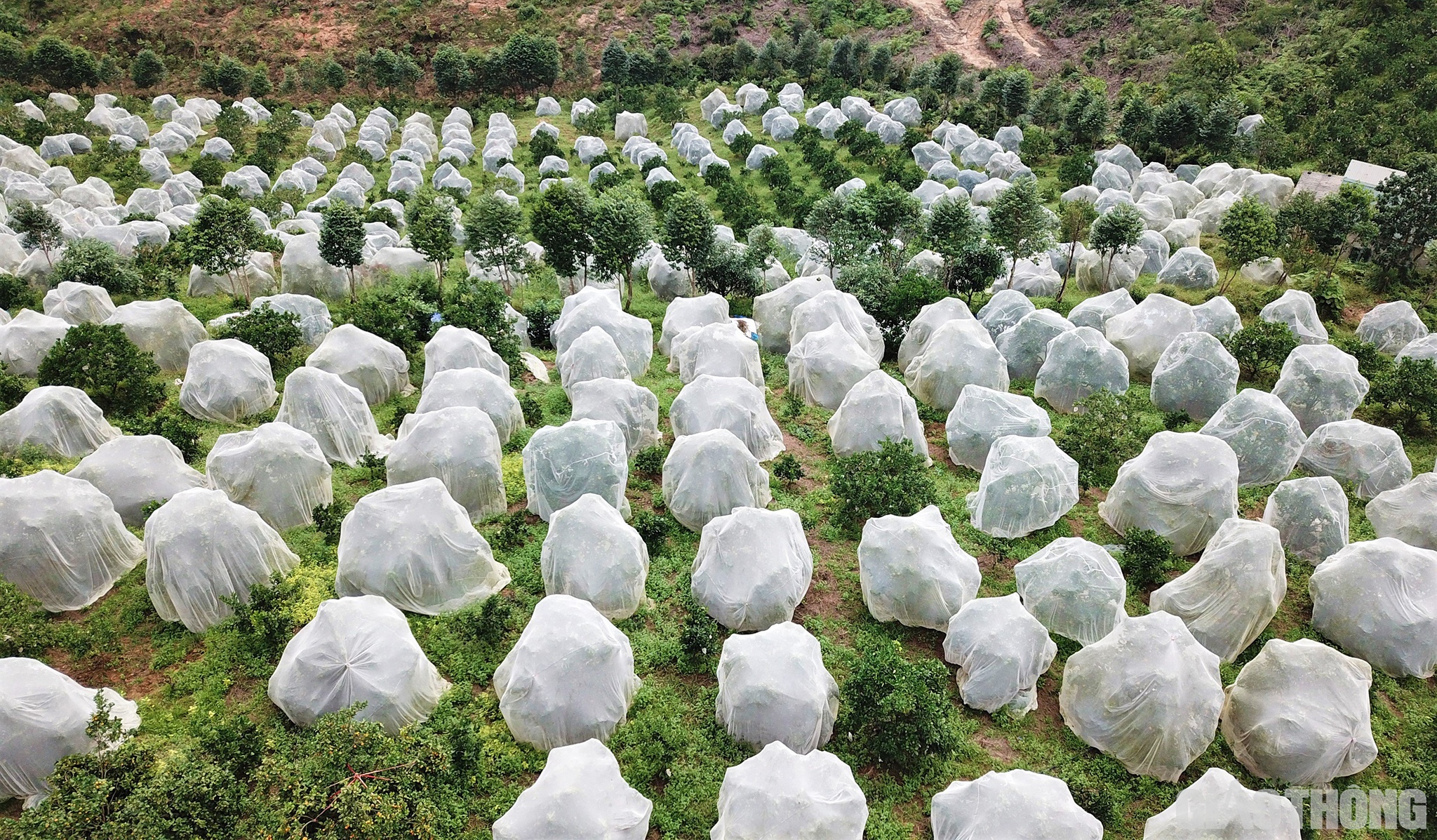 Theo người d&acirc;n nơi đ&acirc;y, việc mắc m&agrave;n cho cam được thực hiện từ khoảng th&aacute;ng 8 h&agrave;ng năm, khi c&acirc;y cam mới đậu quả. Việc mắc m&agrave;n nhằm bảo vệ cam tr&aacute;nh bị c&ocirc;n tr&ugrave;ng ph&aacute; hoại, đảm bảo quả sạch, lại cho thu nhập cao mỗi năm v&agrave; giữ quả cam  tr&ecirc;n c&acirc;y được l&acirc;u hơn, thời gian b&aacute;n được k&eacute;o d&agrave;i hơn.