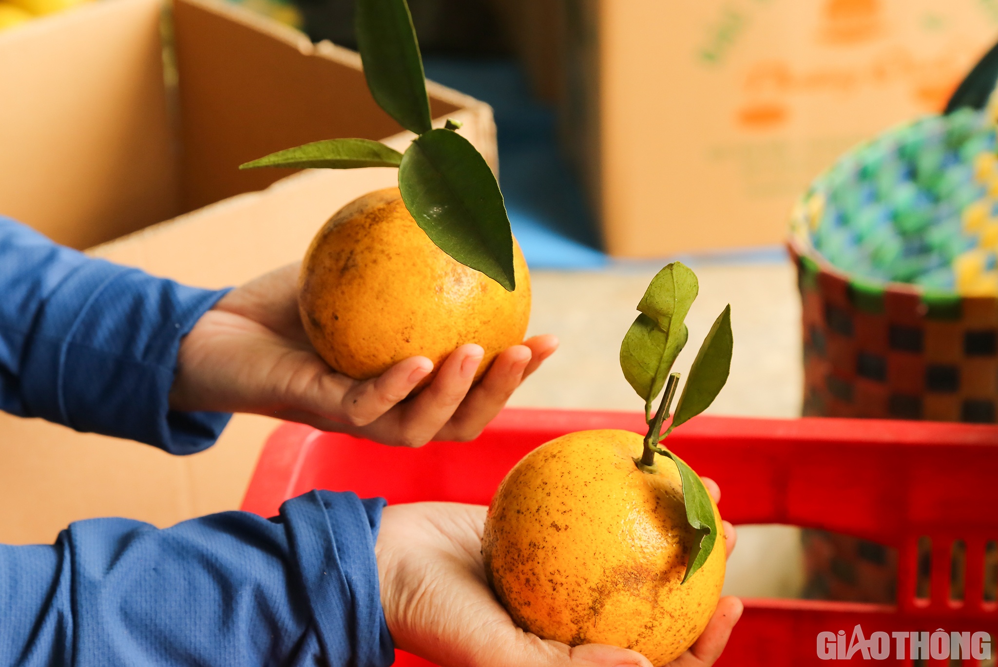 Những quả cam Khe M&acirc;y v&agrave;ng mọng, ăn v&agrave;o ngọt thanh... đang trở th&agrave;nh một trong những c&acirc;y chủ lực ph&aacute;t triển kinh tế ở huyện miền n&uacute;i Hương Kh&ecirc;, H&agrave; Tĩnh