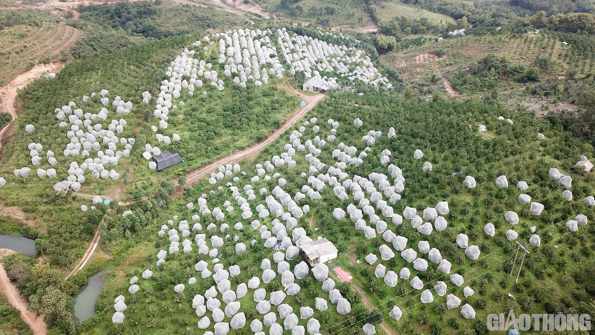 Những ng&agrave;y n&agrave;y, về x&atilde; Hương Đ&ocirc;, huyện Hương Kh&ecirc;, tỉnh H&agrave; Tĩnh, du kh&aacute;ch kh&ocirc;ng khỏi &ldquo;cho&aacute;ng ngợp&rdquo; trước cảnh n&ocirc;ng d&acirc;n mắc m&agrave;n cho c&acirc;y cam. Nơi đ&acirc;y được biết đến l&agrave; &ldquo;thủ phủ&rdquo; cam đặc sản Khe M&acirc;y với hơn 300 hộ trồng khoảng 360 ha.
