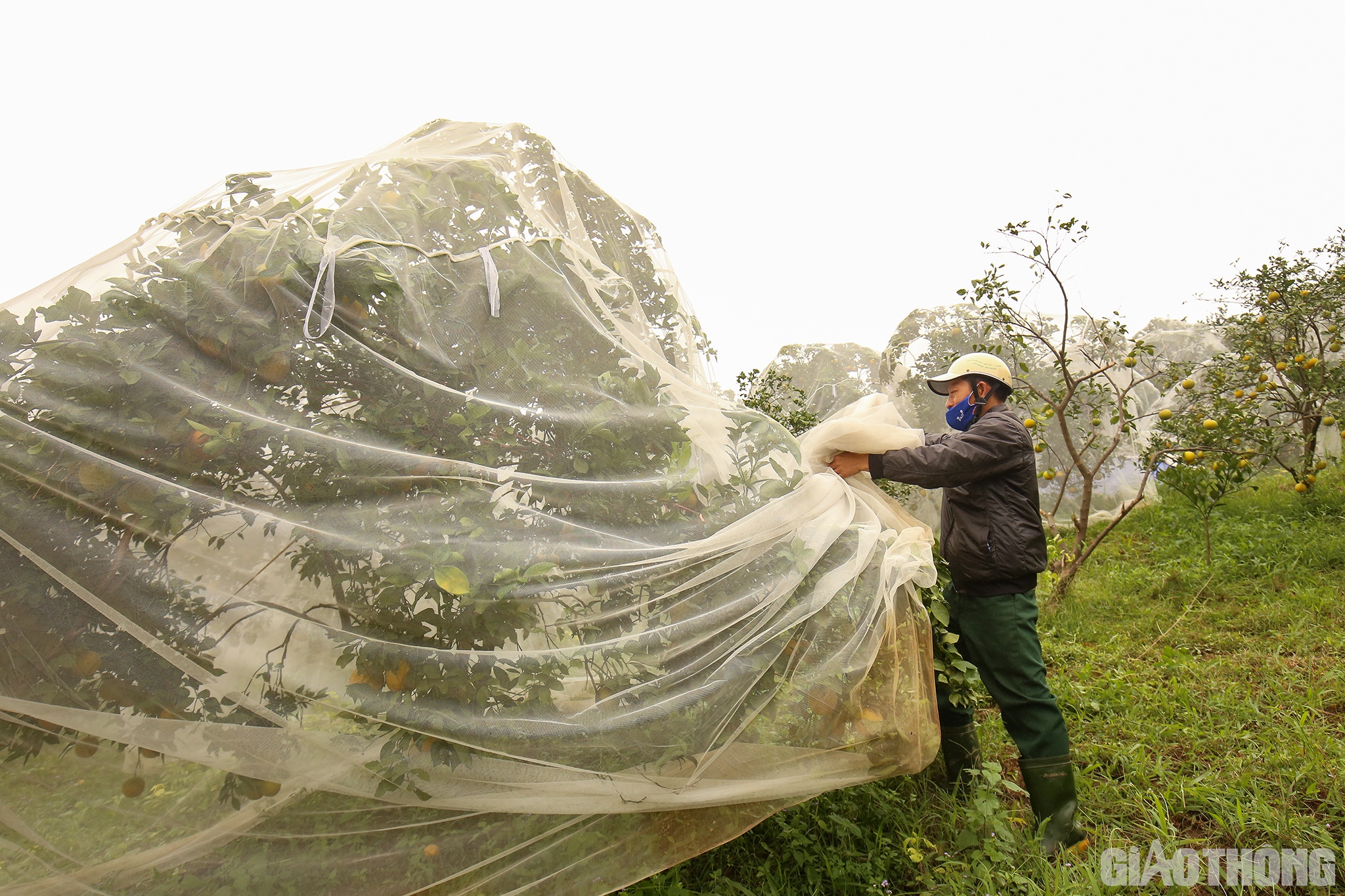 Cũng theo &ocirc;ng H&ugrave;ng: Để xua đuổi ong v&agrave; bướm ph&aacute; hoại cam, trước đ&acirc;y người n&ocirc;ng d&acirc;n d&ugrave;ng đ&egrave;n điện. Tuy nhi&ecirc;n, sau một v&agrave;i năm đầu kh&ocirc;ng hiệu quả, người d&acirc;n nghĩ ra c&aacute;ch mắc m&agrave;n cho c&acirc;y.