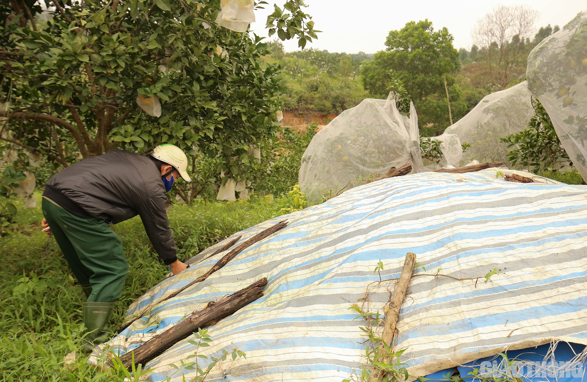 &Ocirc;ng Đinh C&ocirc;ng H&ugrave;ng (bố của anh T&ocirc;n) cho biết: Ri&ecirc;ng kh&acirc;u chuẩn bị ph&acirc;n hữu cơ để b&oacute;n cho cam cũng đ&atilde; được người d&acirc;n l&agrave;m b&agrave;i bản v&agrave; đảm bảo kh&ocirc;ng c&oacute; h&oacute;a chất tồn dư, gi&uacute;p c&acirc;y cam ph&aacute;t triển tốt v&agrave; sạch nhất.
