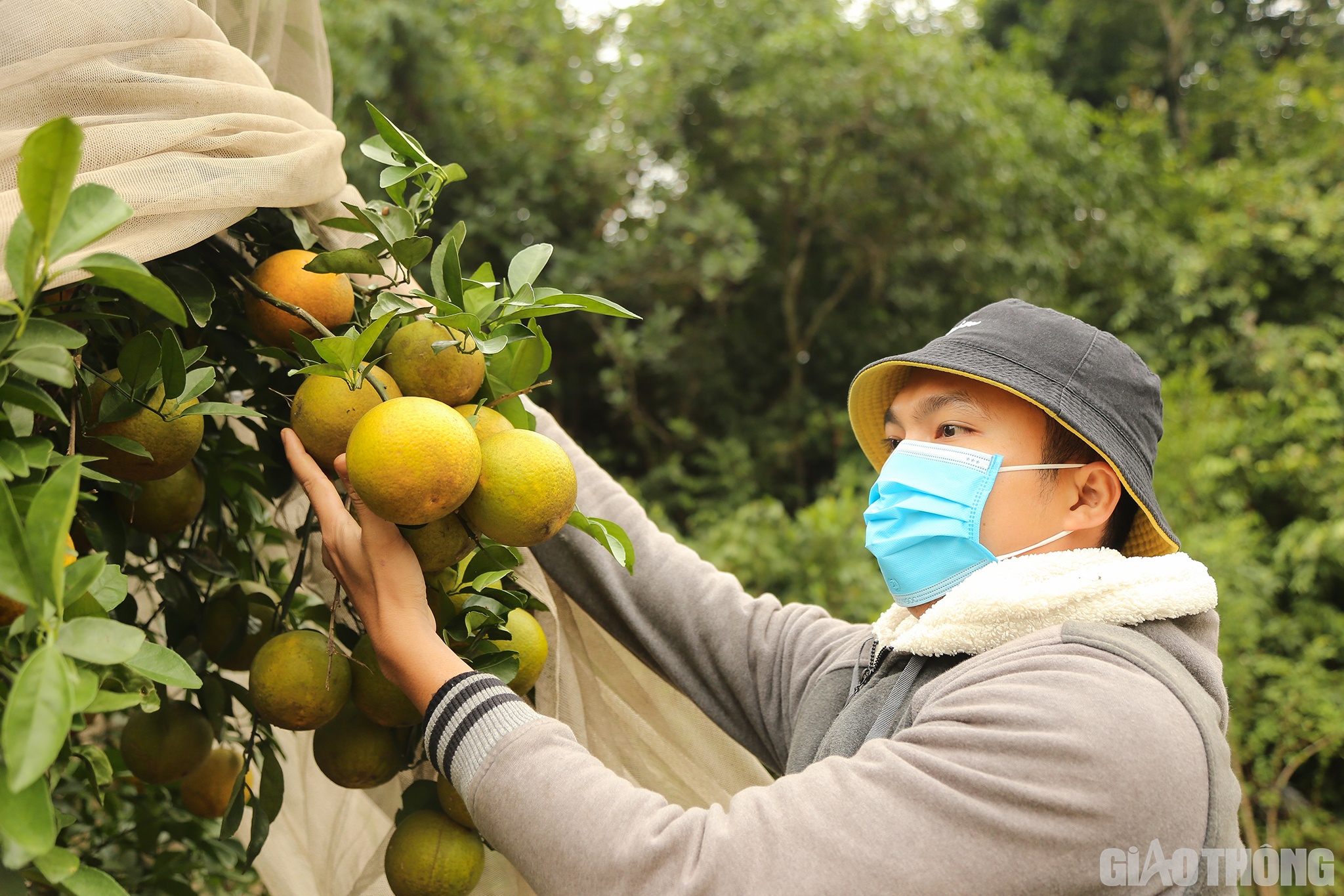 Học Đại học X&acirc;y dựng Đ&agrave; Nẵng được 2 năm, anh Đinh C&ocirc;ng Đại T&ocirc;n (SN 1992) xin nghỉ học giữa chừng rồi về kế nghiệp cha trồng cam. Gia đ&igrave;nh anh T&ocirc;n được xem l&agrave; &ldquo;&ocirc;ng tổ&rdquo; của cam Khe M&acirc;y.