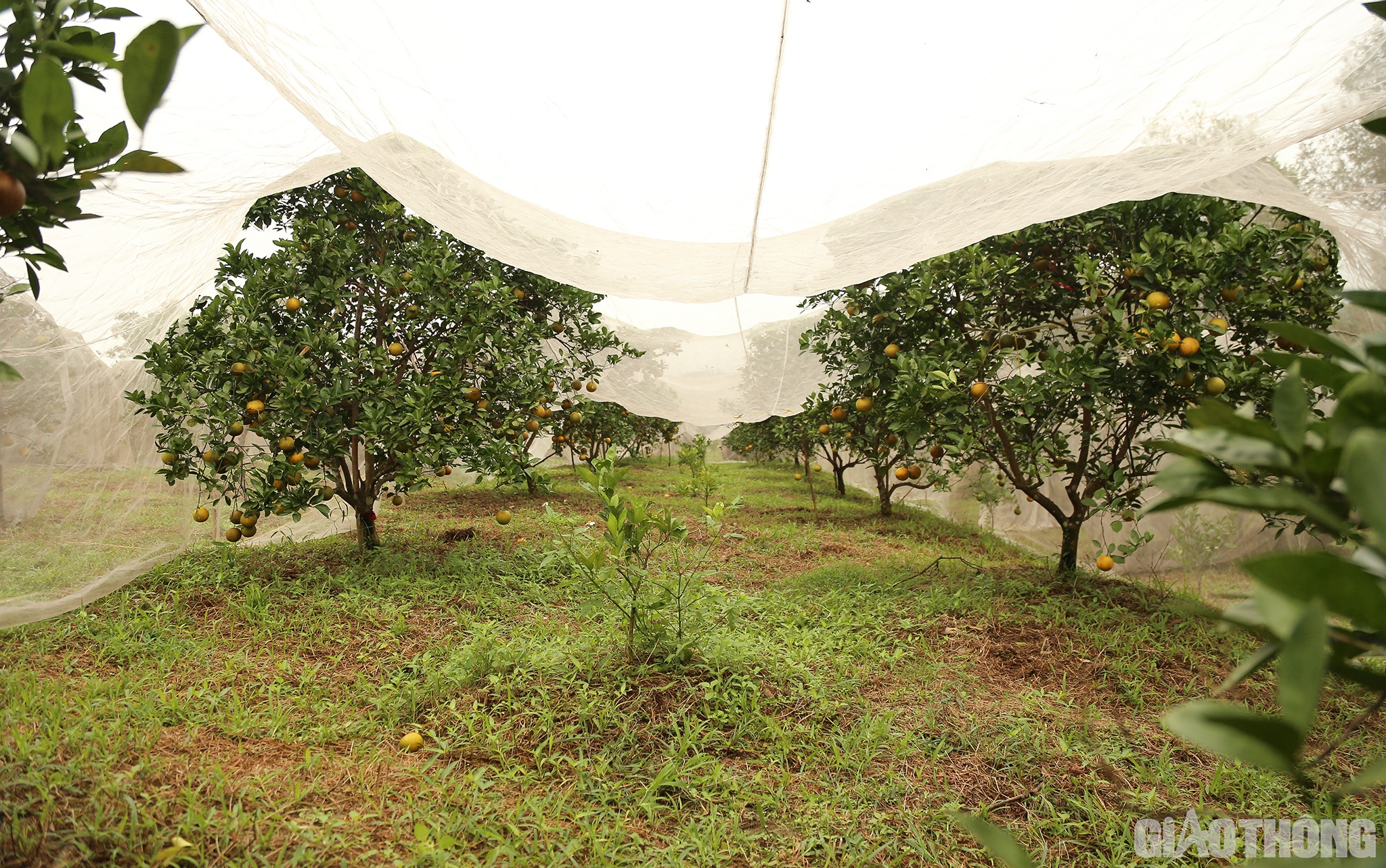 Theo b&aacute;o c&aacute;o của UBND x&atilde; Hương Đ&ocirc;: Vụ cam năm nay được m&ugrave;a với sản lượng khoảng 400 tấn. Tuy nhi&ecirc;n, do ảnh hưởng của dịch bệnh khiến gi&aacute; b&aacute;n, lượng ti&ecirc;u thụ giảm. Gi&aacute; cam tại vườn giao động từ 16.000 -20.000 đồng/kg, c&oacute; hộ trồng cam đ&atilde; c&oacute; thương hiệu, gi&aacute; b&aacute;n tại vườn l&ecirc;n đến 80.000 đồng/ kg