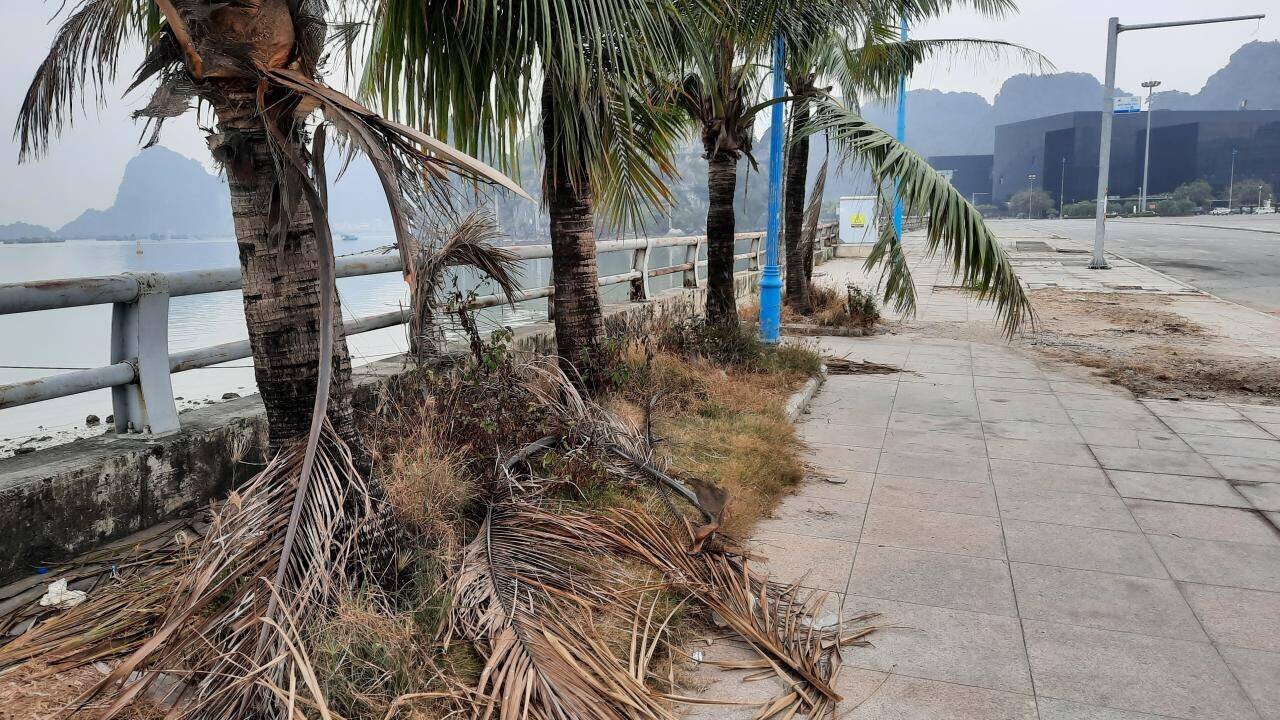 Về l&acirc;u d&agrave;i, UBND TP Hạ Long cũng đ&atilde; k&ecirc;u gọi nh&agrave; đầu tư B&atilde;i đỗ xe ngầm ở khu vực Quảng trường 30/10 để đảm bảo đồng bộ, mỹ quan đ&ocirc; thị. Tuy nhi&ecirc;n, nếu thực hiện đầu tư v&agrave;o thời điểm hiện nay rồi sau đ&oacute; c&oacute; doanh nghiệp v&agrave;o đầu tư b&atilde;i đỗ xe ngầm tại Quảng trường sẽ g&acirc;y l&atilde;ng ph&iacute;. Mặt kh&aacute;c, c&aacute;c hư hỏng bề mặt Quảng trường c&oacute; nguy&ecirc;n nh&acirc;n ch&iacute;nh từ nền đất ph&iacute;a dưới, nếu chỉ sửa chữa tr&ecirc;n mặt kh&ocirc;ng đảm bảo bền vững, l&acirc;u d&agrave;i. Ảnh: Rặng dừa trồng ở h&agrave;nh lang ven biển tạo cảnh quan dường như bị "bỏ qu&ecirc;n" khiến cỏ mọc um t&ugrave;m.