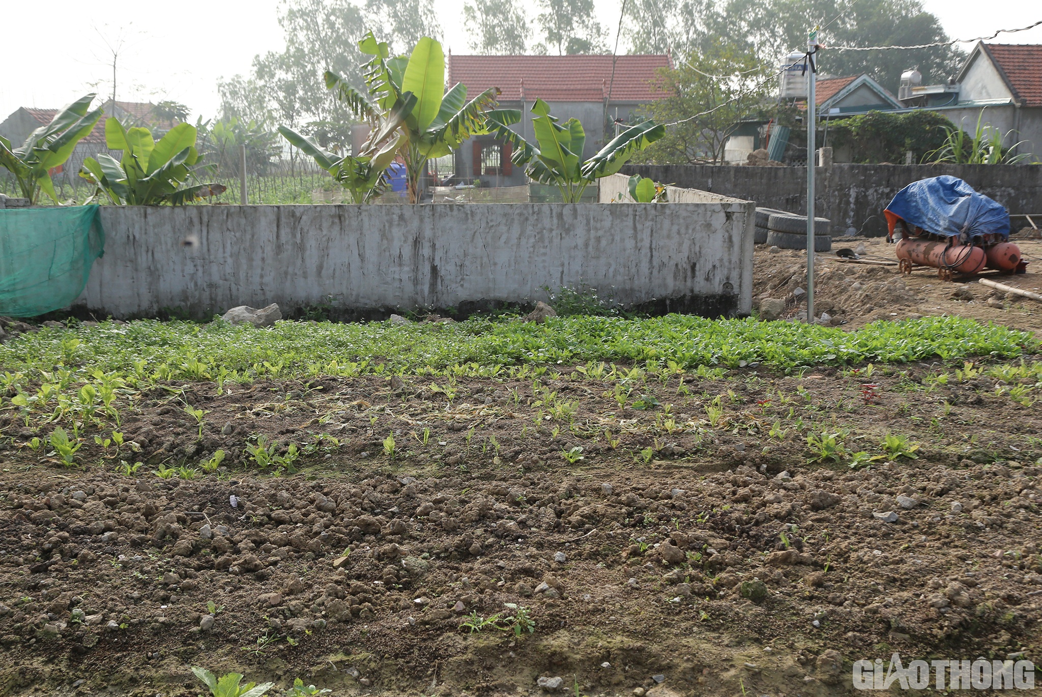 C&aacute;c c&ocirc;ng nh&acirc;n của nhiều đơn vị thi c&ocirc;ng c&ograve;n tranh thủ "tăng gia sản xuất" để c&oacute; th&ecirc;m rau xanh....