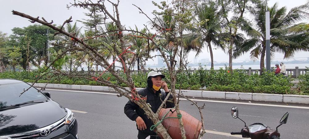 Mỗi c&agrave;nh hoa l&ecirc; c&oacute; một gi&aacute; kh&aacute;c nhau, dao động từ v&agrave;i trăm ngh&igrave;n đồng đến v&agrave;i triệu đồng t&ugrave;y theo hoa v&agrave; thế của c&agrave;nh. C&aacute;c c&agrave;nh l&ecirc; lớn c&oacute; gi&aacute; từ 4-5 triệu đồng.