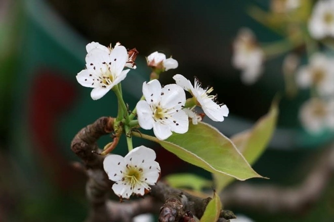 Sắc trắng tinh kh&ocirc;i từ lo&agrave;i hoa của n&uacute;i rừng như gi&uacute;p m&ugrave;a Xu&acirc;n th&ecirc;m hương vị, ở lại l&acirc;u hơn nơi H&agrave; th&agrave;nh.