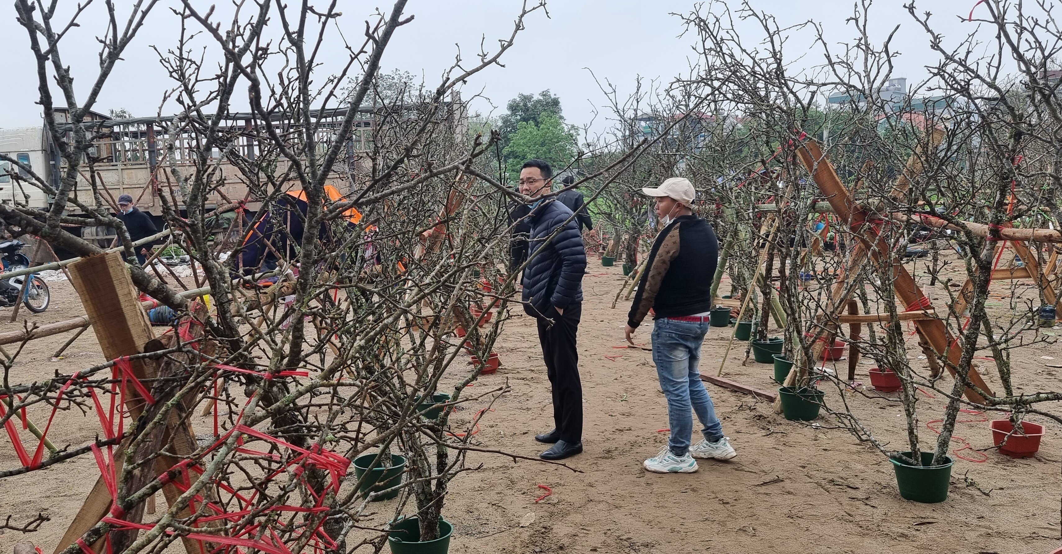 Theo người b&aacute;n h&agrave;ng, thời gian chơi l&ecirc; bền hơn so với đ&agrave;o hay mai, với những c&agrave;nh nhiều nụ, c&oacute; thể chơi đến 2 th&aacute;ng.