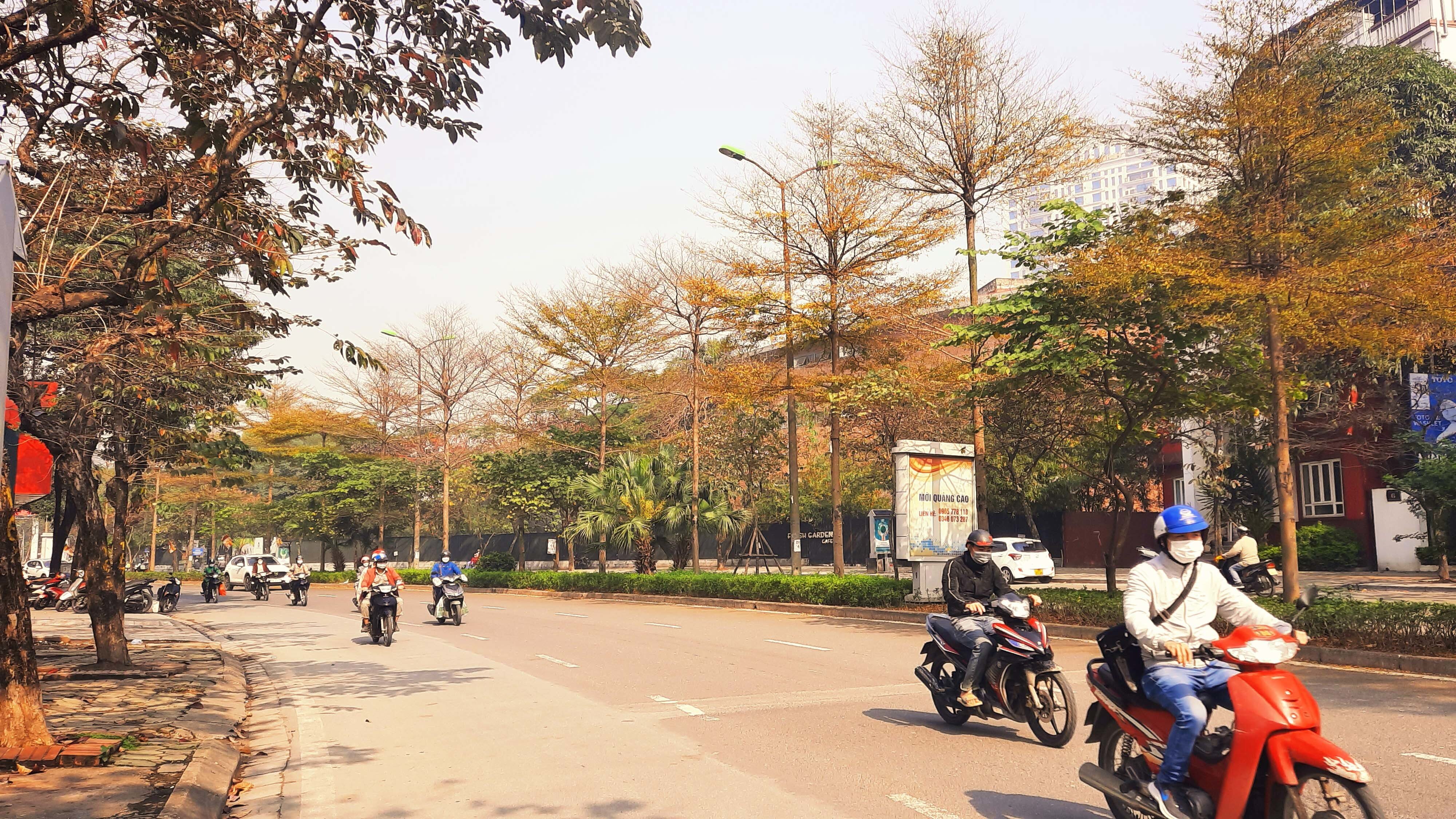 L&aacute; v&agrave;ng của c&acirc;y b&agrave;ng Đ&agrave;i Loan khiến đoạn đường Nguyễn Kh&aacute;nh To&agrave;n, quận Cầu Giấy như nhuộm sắc v&agrave;ng.