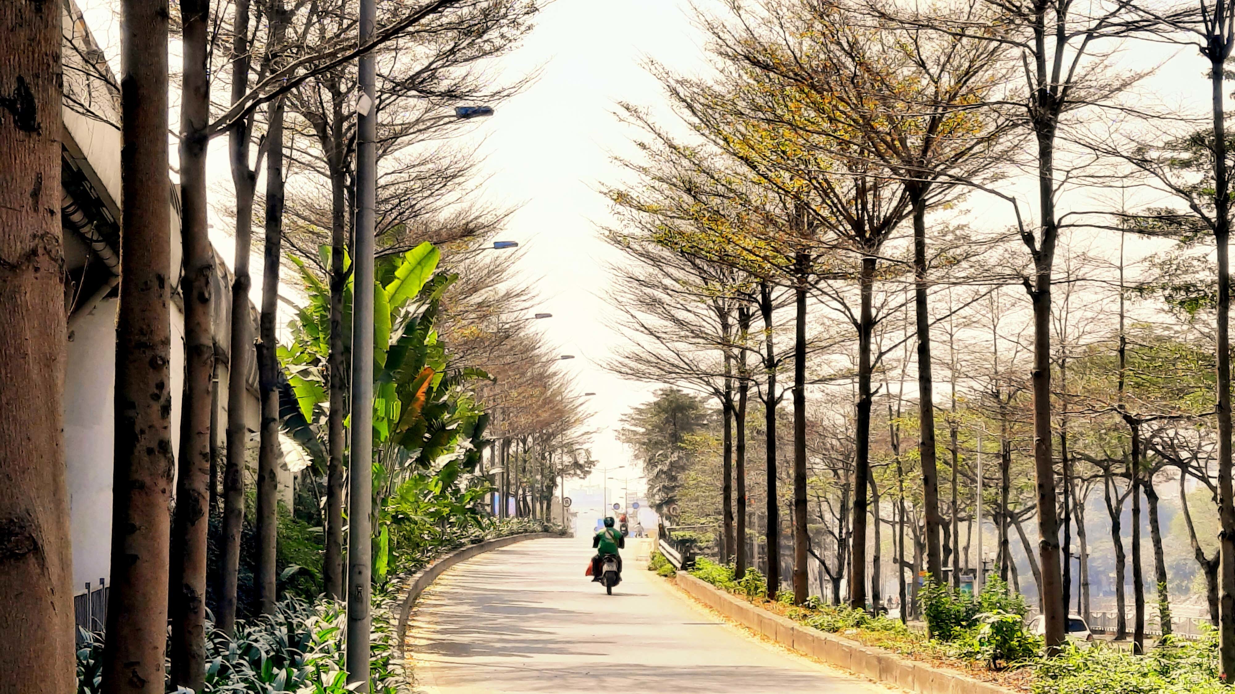 Những ng&agrave;y đầu th&aacute;ng 3, b&agrave;ng Đ&agrave;i Loan (hay c&ograve;n gọi l&agrave; b&agrave;ng l&aacute; nhỏ) bắt đầu rụng l&aacute; tr&ecirc;n c&aacute;c cung đường của Thủ đ&ocirc; H&agrave; Nội.