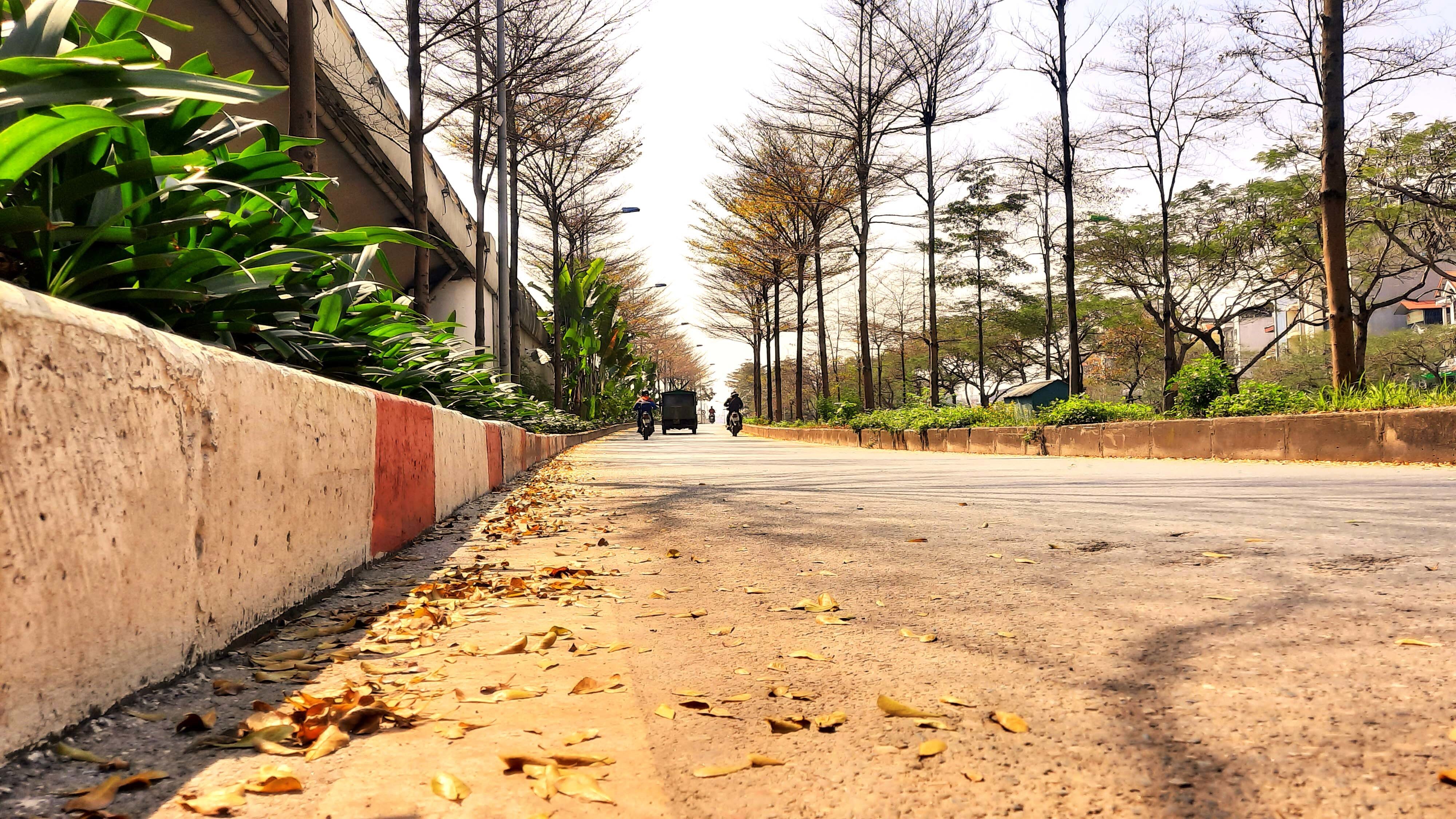 Trong tiết trời se lạnh của miền Bắc, những c&acirc;y b&agrave;ng ngả m&agrave;u v&agrave;ng rực, l&aacute; rụng lưa thưa tr&ecirc;n đường phố khiến nhiều người d&acirc;n th&iacute;ch th&uacute;.