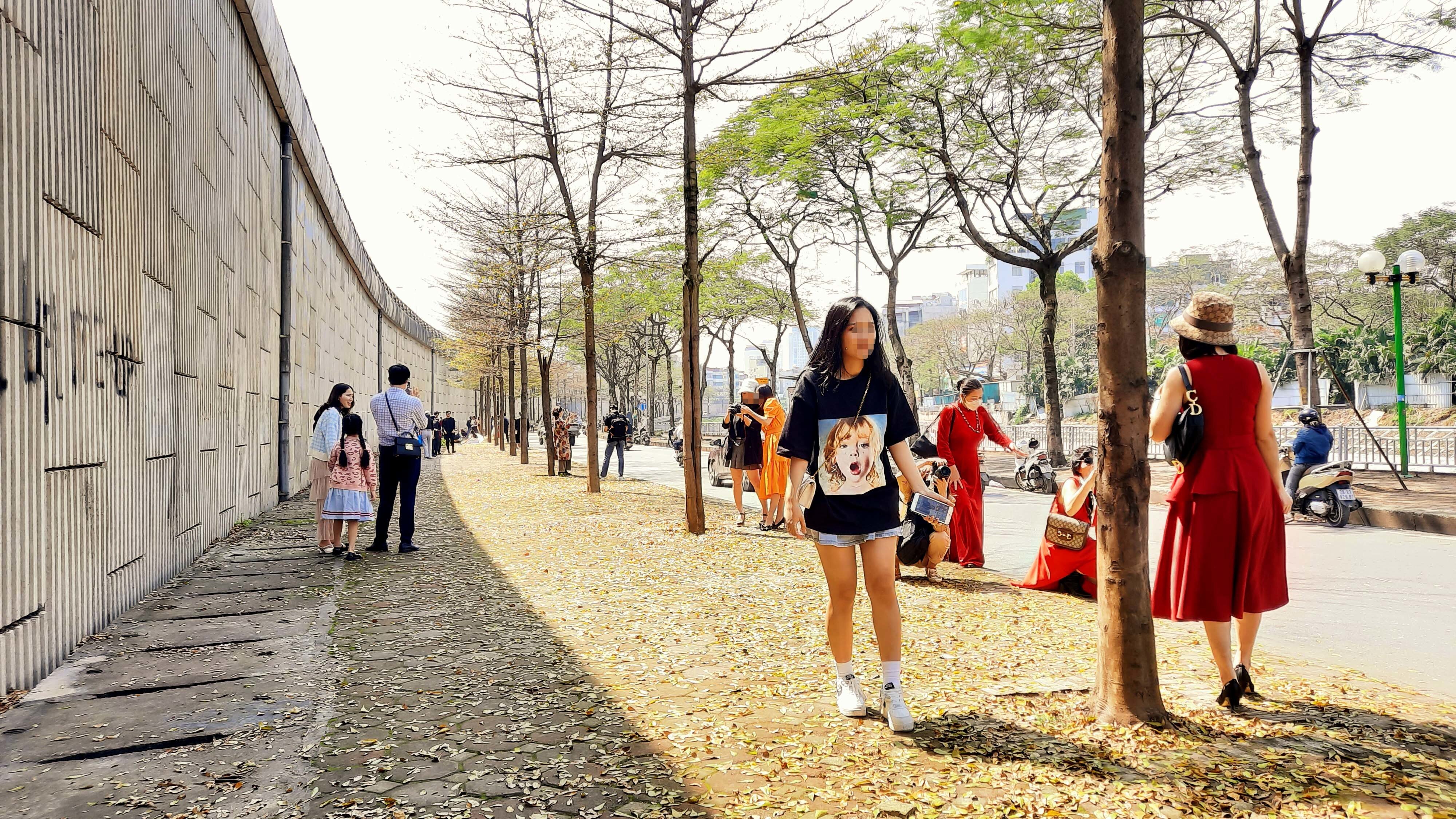 C&acirc;y b&agrave;ng l&aacute; nhỏ c&oacute; t&ecirc;n gọi b&agrave;ng Đ&agrave;i Loan được trồng tr&ecirc;n nhiều tuyến phố Thủ đ&ocirc; đang tạo n&ecirc;n cảnh đẹp nao l&ograve;ng người.