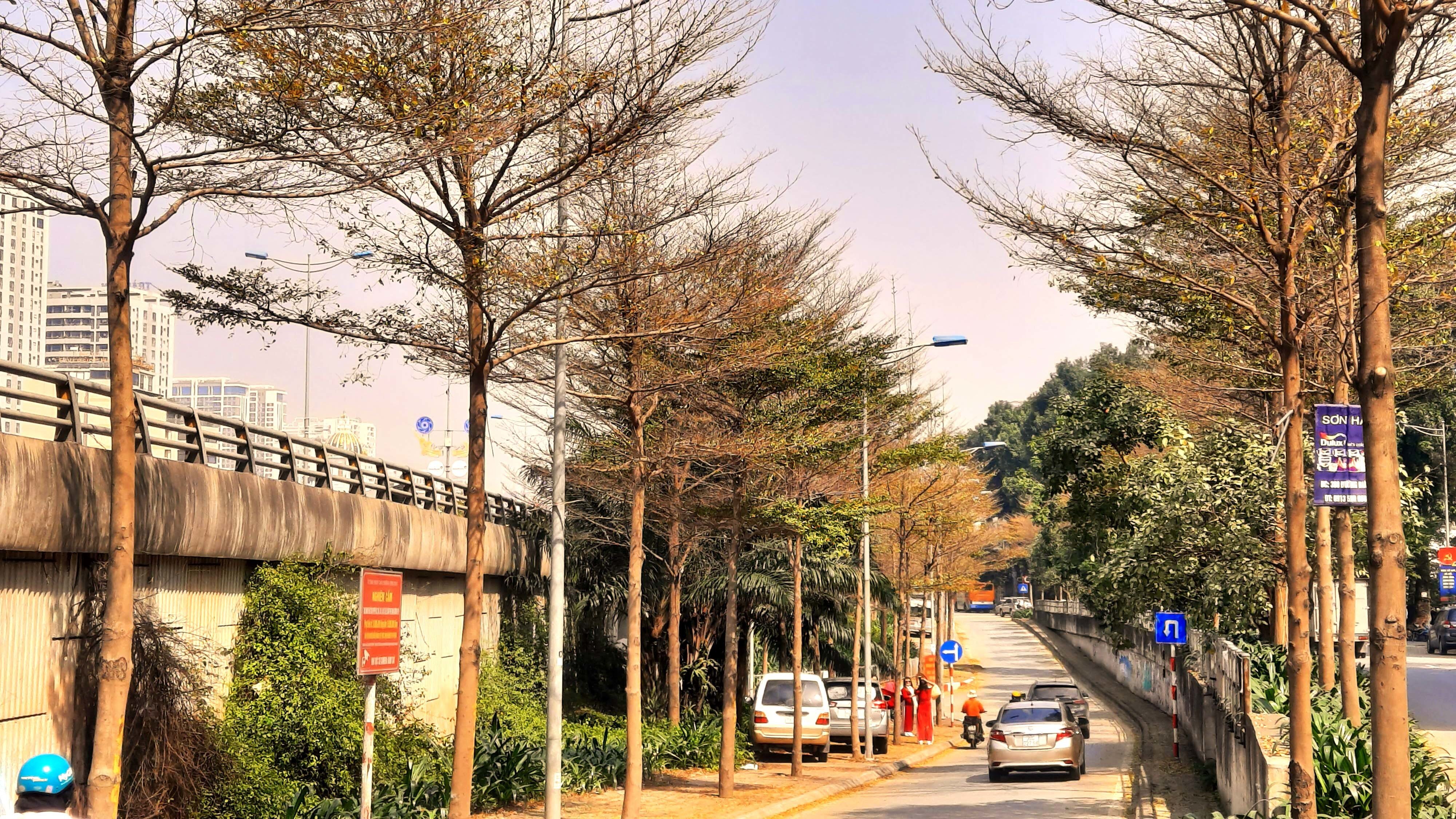 Đường v&agrave;nh đai 2 bắt đầu từ đoạn dẫn l&ecirc;n đường tr&ecirc;n cao (ng&atilde; tư L&aacute;ng - Cầu Giấy - Bưởi), c&aacute;c h&agrave;ng c&acirc;y b&agrave;ng l&aacute; nhỏ đang chuyển m&agrave;u v&agrave;ng đẹp đến ngỡ ng&agrave;ng.