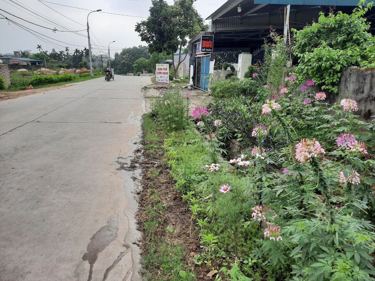 Ấn tượng nhất là tuyến đường hoa ở làng Phú Ninh, xã Bình Khê, TX Đông Triều. Dọc trục chính đường liên xã, đường ven cánh đồng, đường vào từng hộ dân được trồng nhiều hoa hồng, hoa bướm, hoa cúc...