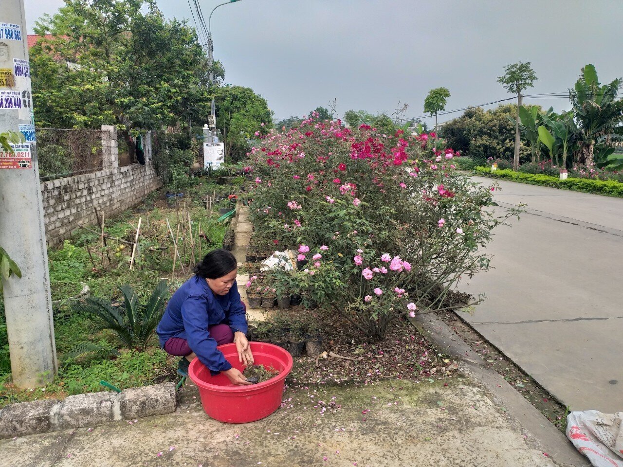 Một người dân khác của xã Bình Khê chăm sóc những khóm hoa do gia đình tự bỏ kinh phí trồng ven đường.