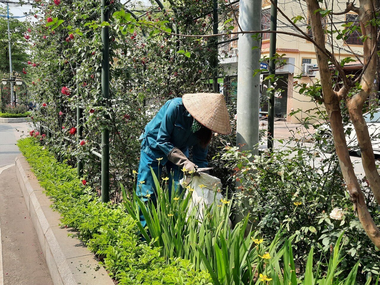 Cơ quan chức năng của TP Cẩm Phả đ&atilde; bố tr&iacute; lực lượng thường xuy&ecirc;n qu&eacute;t dọn tuyến đường v&agrave; chăm s&oacute;c chu đ&aacute;o cho những kh&oacute;m hoa, c&acirc;y tr&ecirc;n đường.