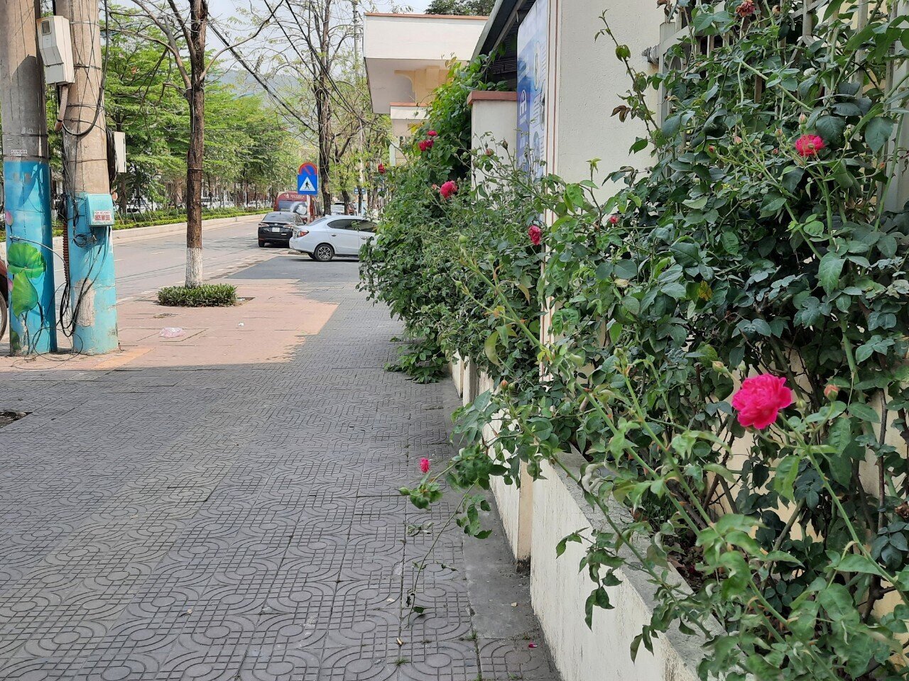 Nhiều tập thể, hộ gia đ&igrave;nh ven đường cũng trồng hoa ở tường r&agrave;o g&oacute;p phần tạo cảnh quan đẹp cho phố phường.