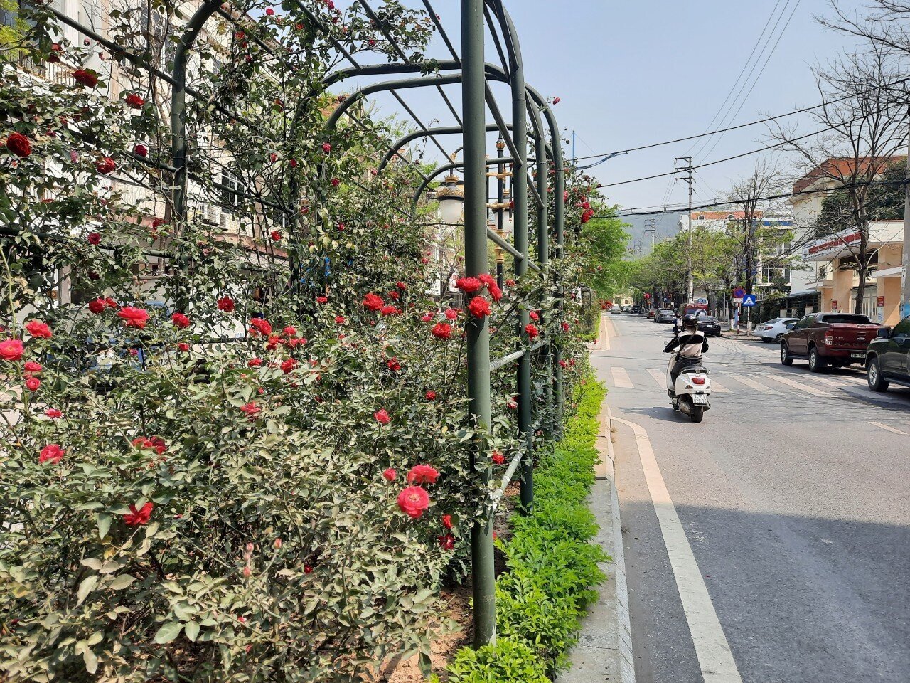 L&agrave; trung t&acirc;m khai th&aacute;c than của cả nước, nhưng hiện ở TP Cẩm Phả (tỉnh Quảng Ninh) c&oacute; rất nhiều tuyến phố rợp b&oacute;ng c&acirc;y xanh; hai b&ecirc;n đường l&agrave; những rặng, kh&oacute;m hoa đua chen khoe sắc.