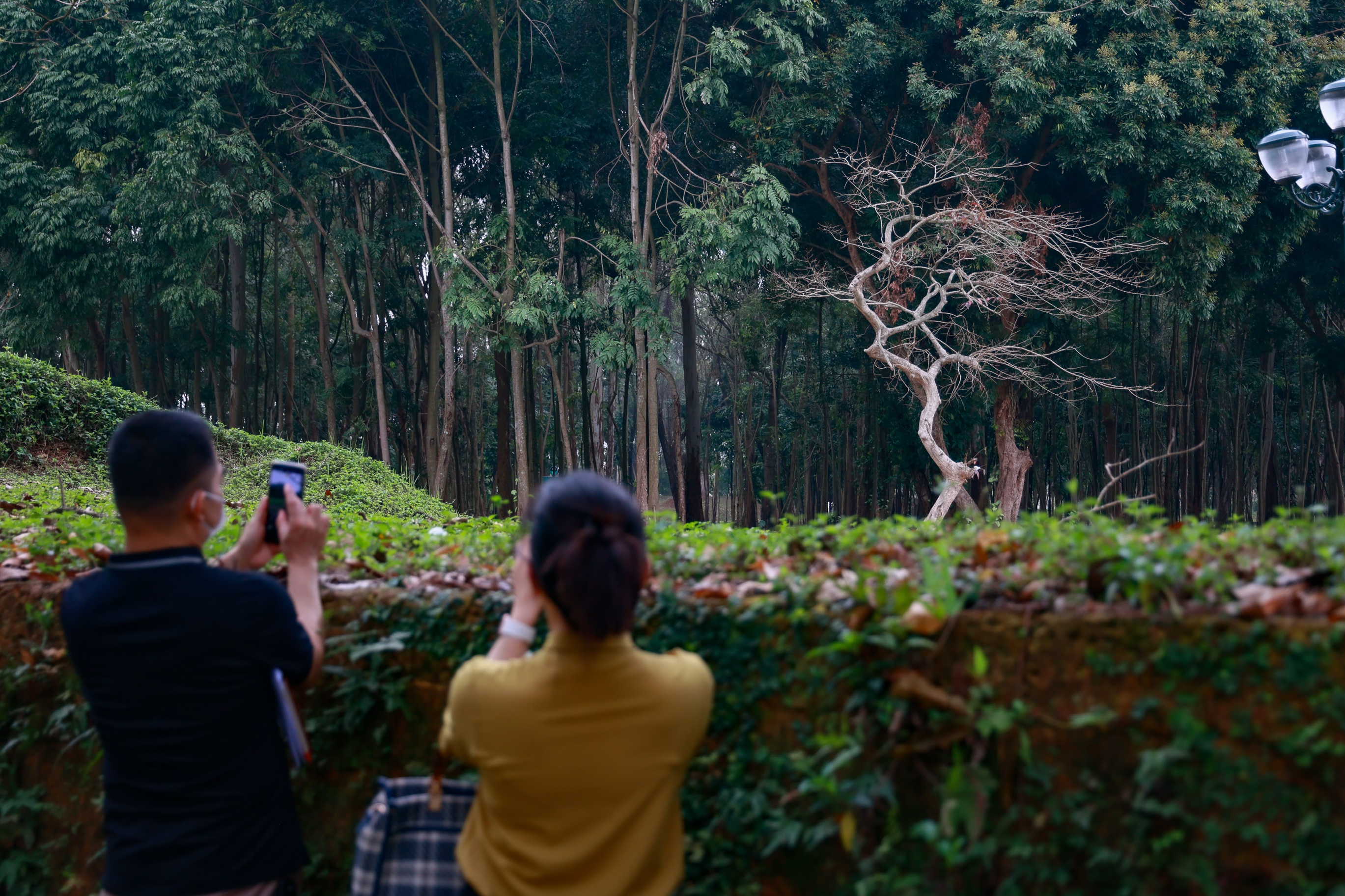 Du kh&aacute;ch đang chụp ảnh lưu lại những khoảng khắc đẹp tại Th&agrave;nh cổ Sơn T&acirc;y.